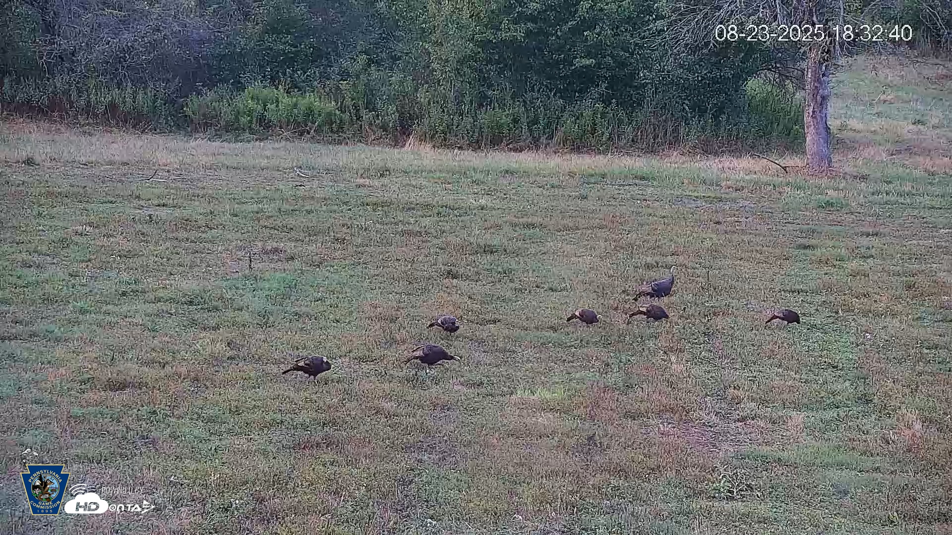 Snapshot of Pennsylvania Elk Live Webcam taken Aug 23, 2025, 6:33pm EDT