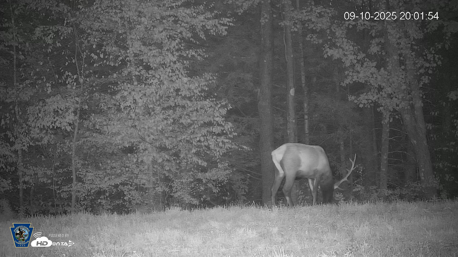 Snapshot of Pennsylvania Elk Live Webcam taken Sep 10, 2025, 8:02pm EDT
