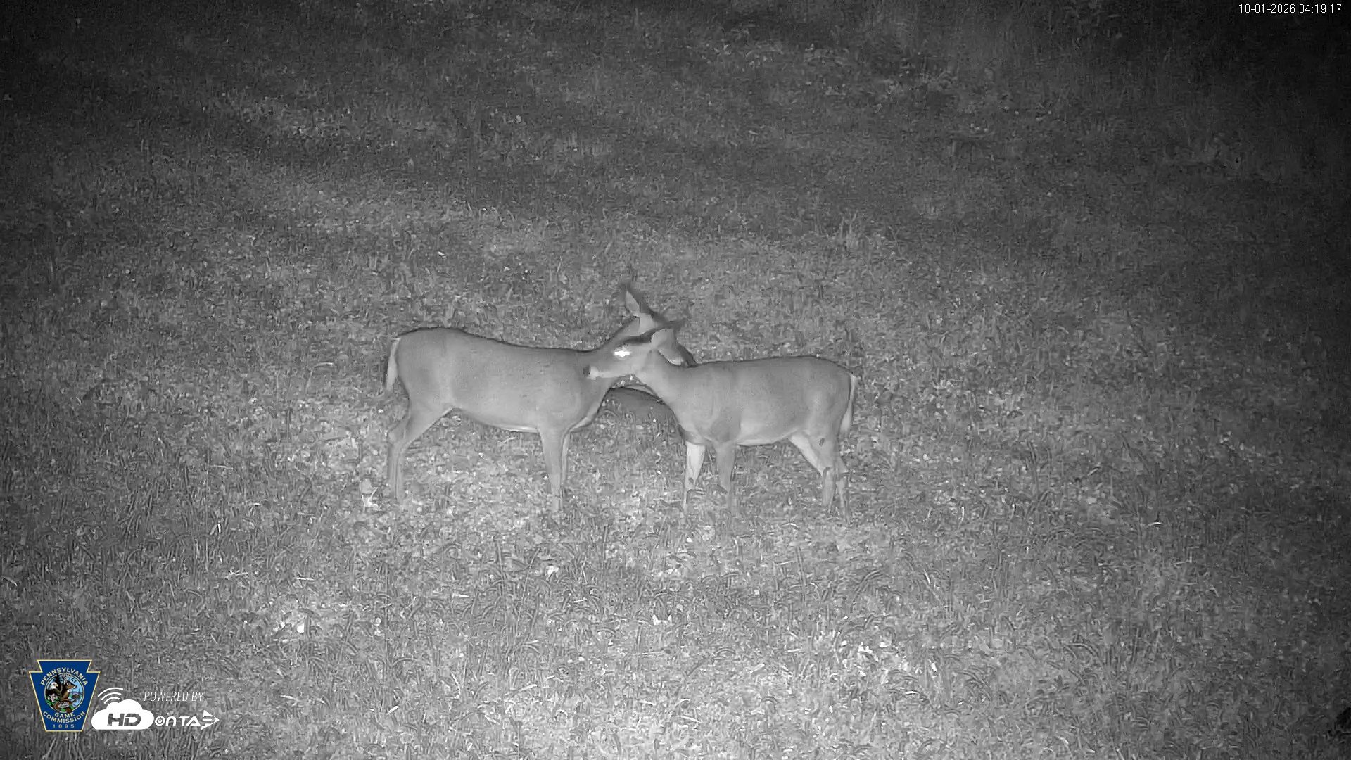 Snapshot of Pennsylvania Elk Live Webcam taken Oct 1, 2026, 4:20am EDT