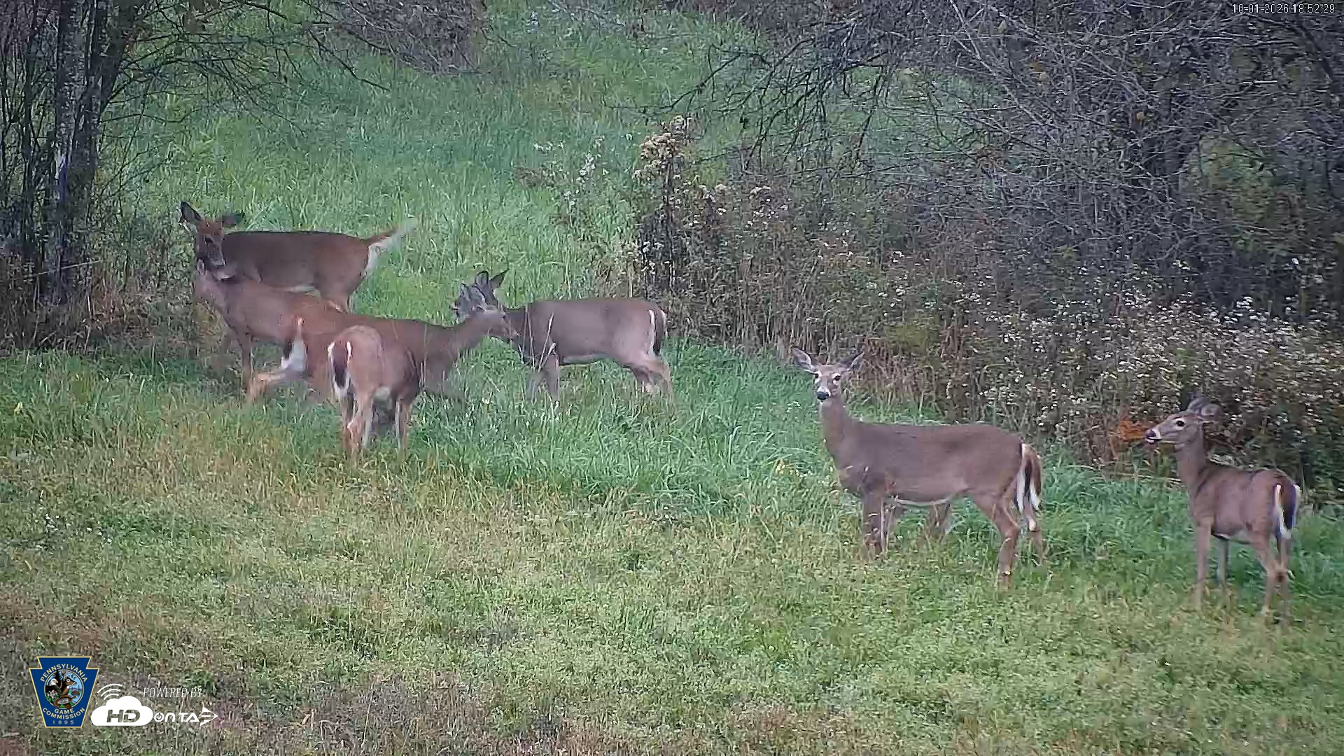 Snapshot of Pennsylvania Elk Live Webcam taken Oct 1, 2026, 6:53pm EDT