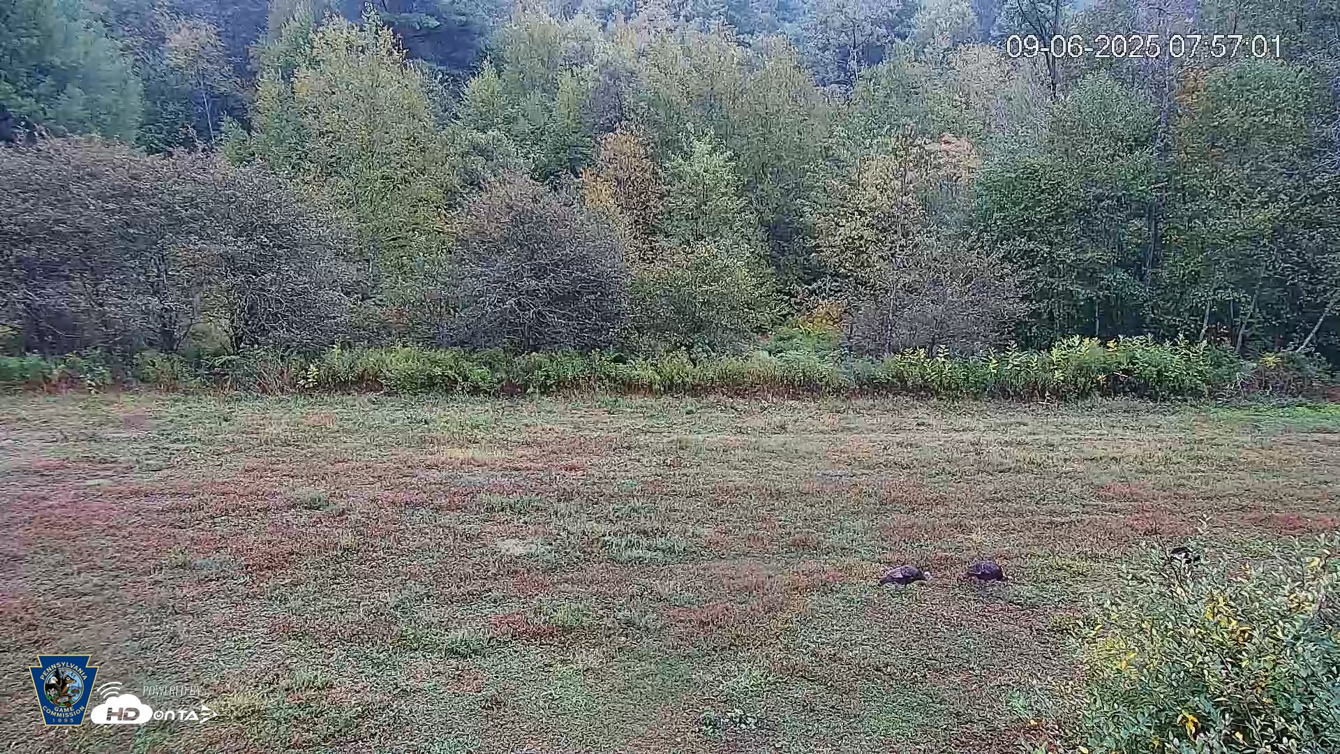 Snapshot of Pennsylvania Elk Live Webcam taken Sep 6, 2025, 7:57am EDT