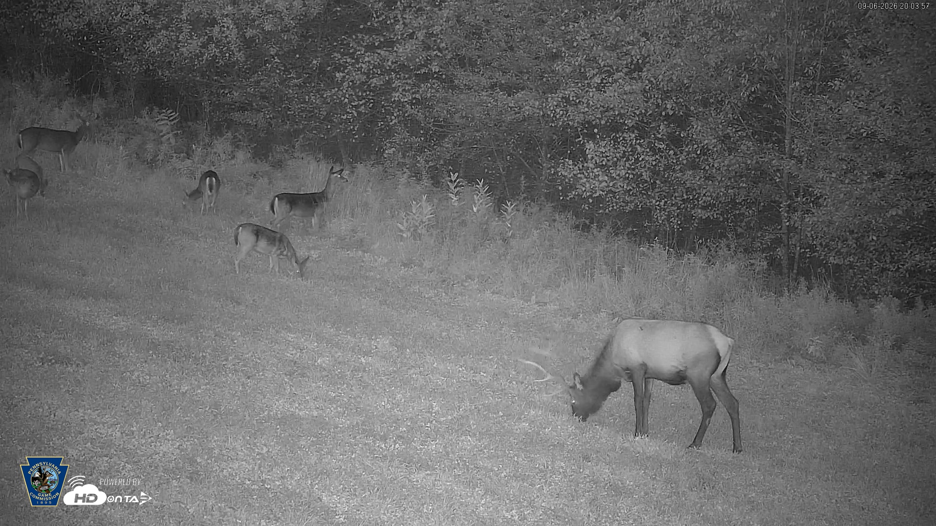Snapshot of Pennsylvania Elk Live Webcam taken Sep 6, 2026, 8:05pm EDT