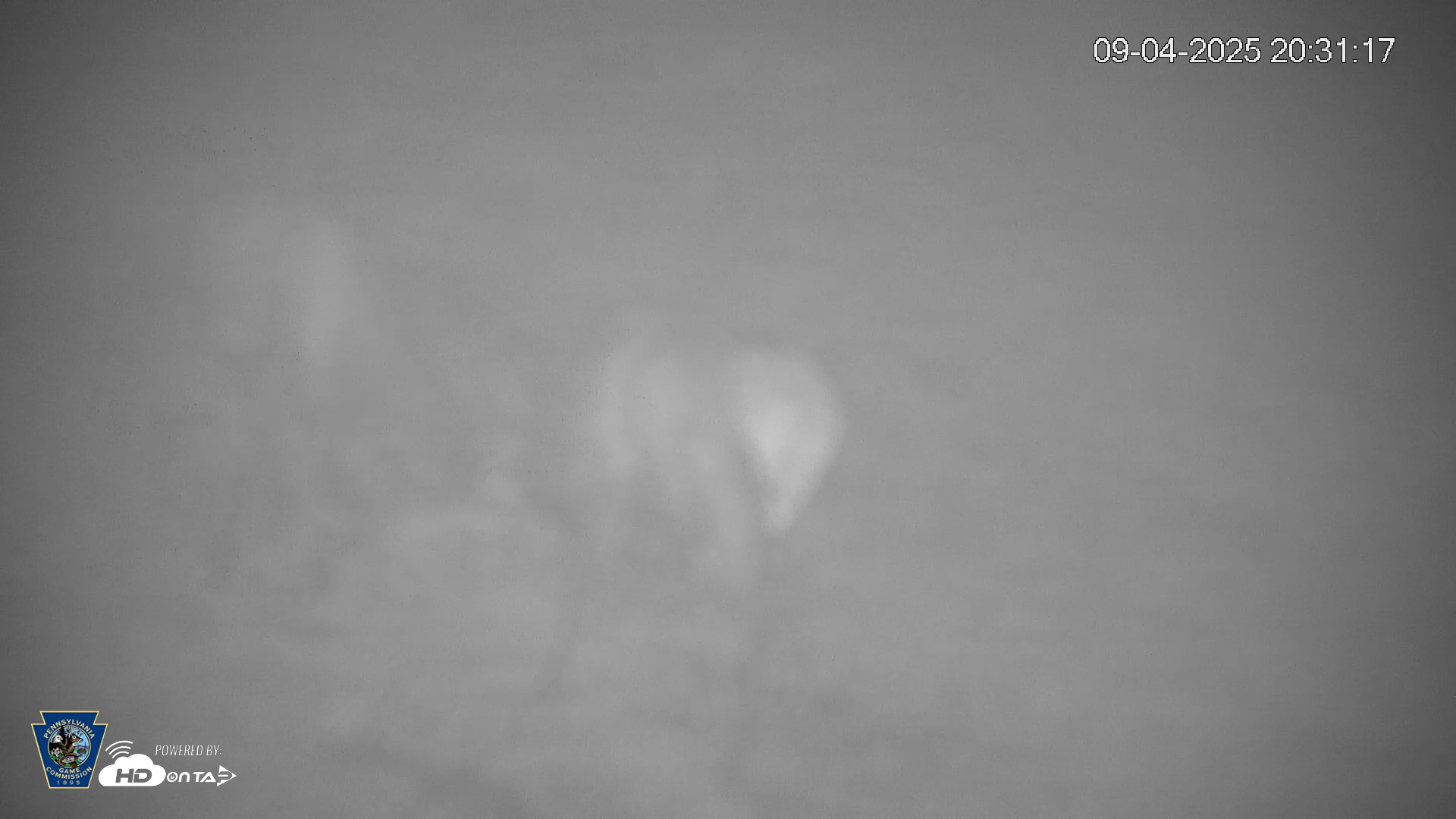 Snapshot of Pennsylvania Elk Live Webcam taken Sep 4, 2025, 8:32pm EDT