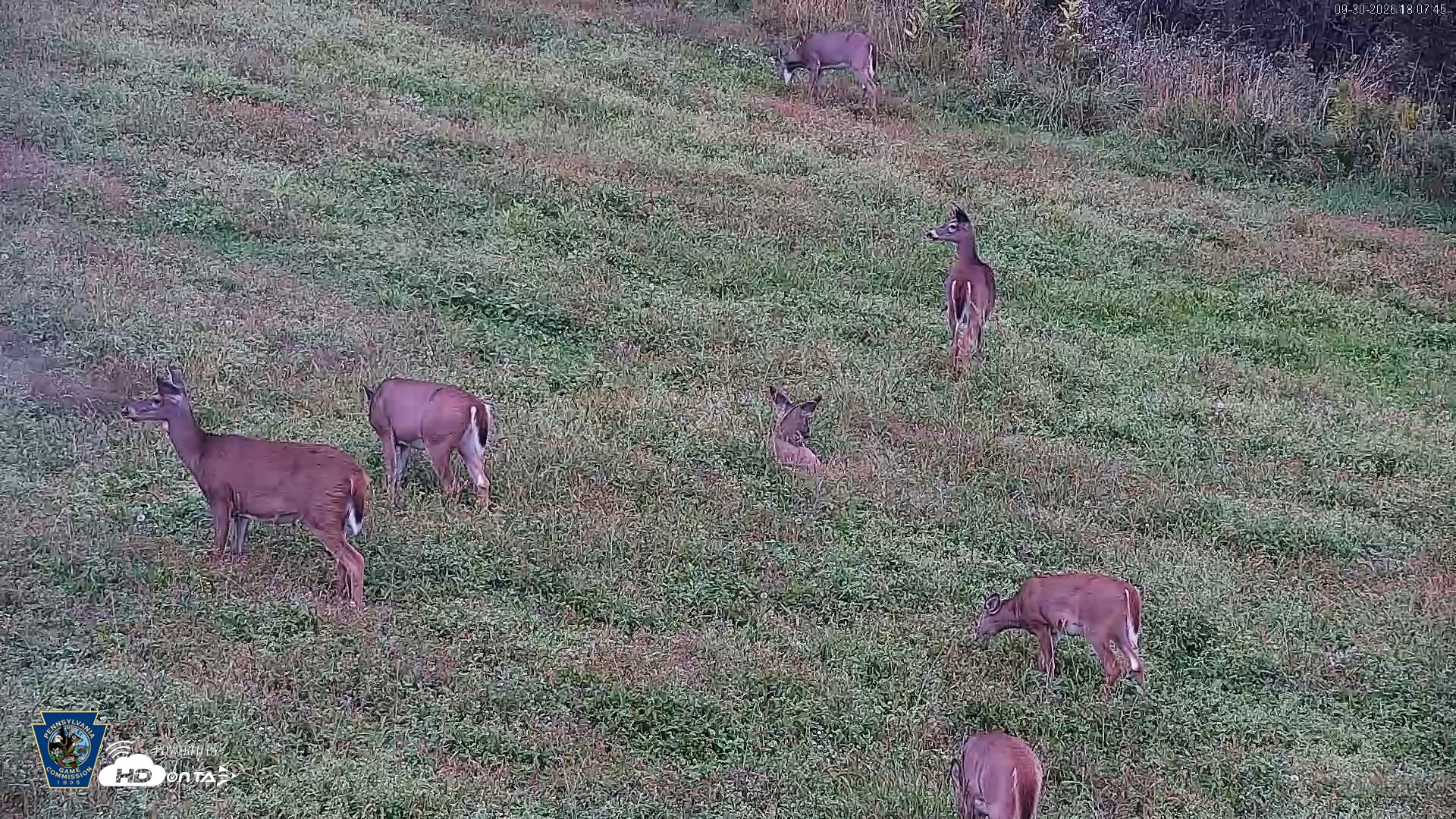 Snapshot of Pennsylvania Elk Live Webcam taken Sep 30, 2026, 6:08pm EDT