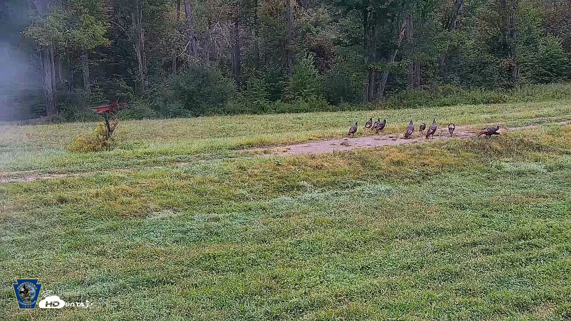 Snapshot of Pennsylvania Elk Live Webcam taken Sep 9, 2026, 8:46am EDT