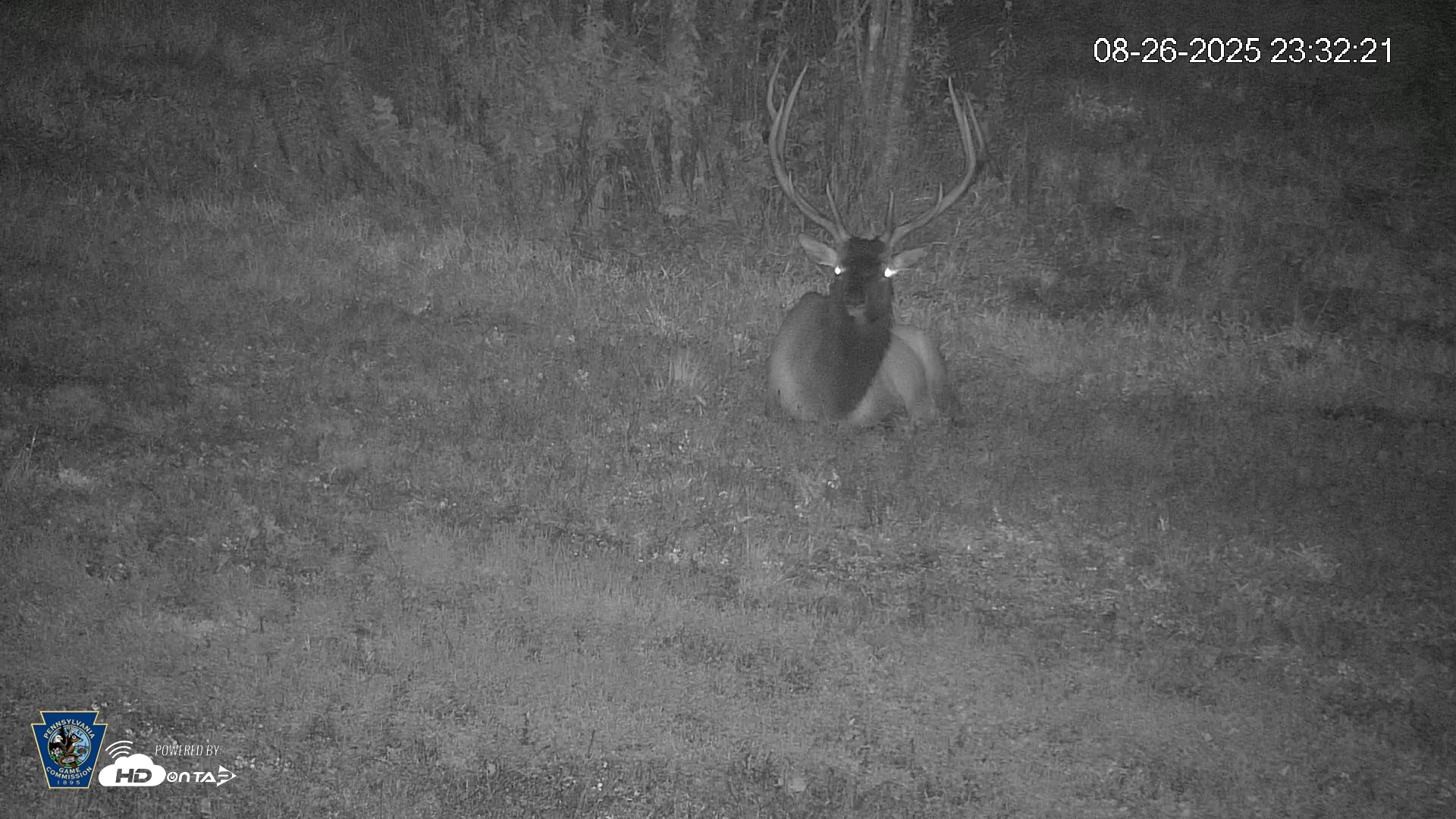 Snapshot of Pennsylvania Elk Live Webcam taken Aug 26, 2025, 11:33pm EDT