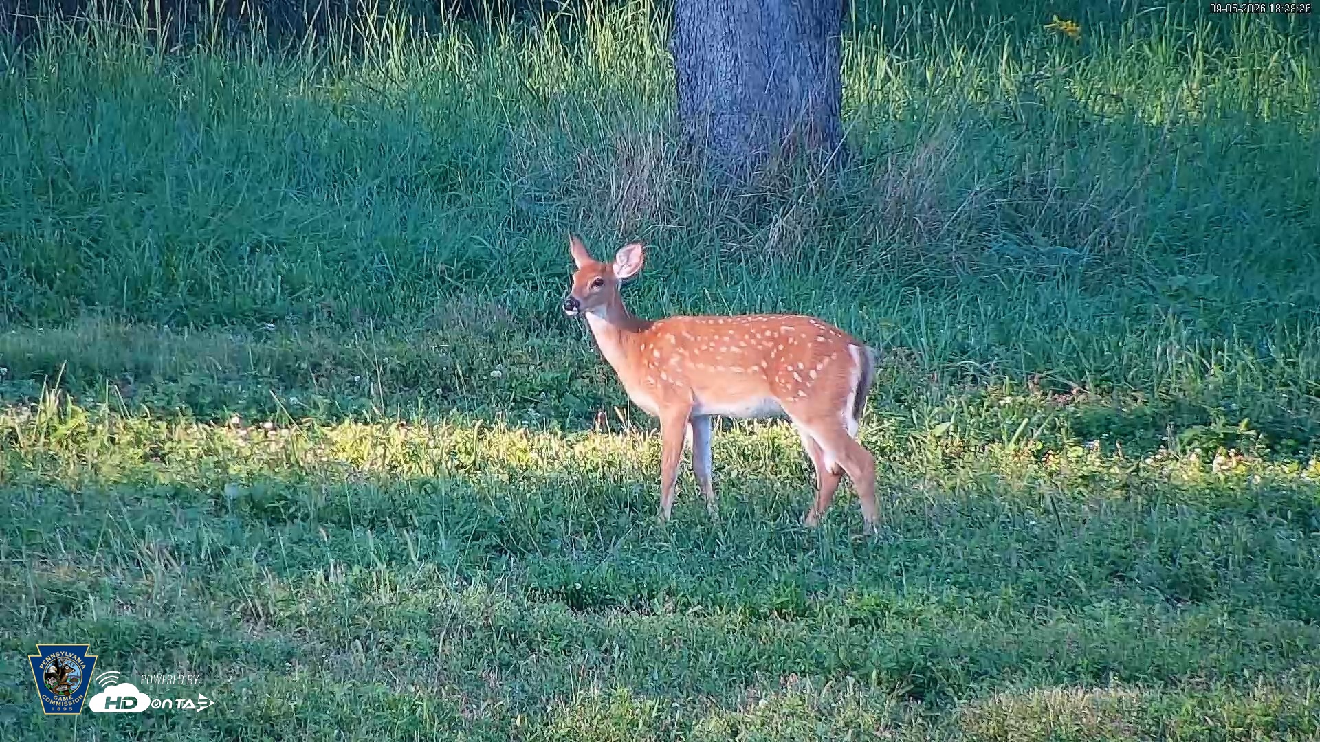 Snapshot of Pennsylvania Elk Live Webcam taken Sep 5, 2026, 6:29pm EDT