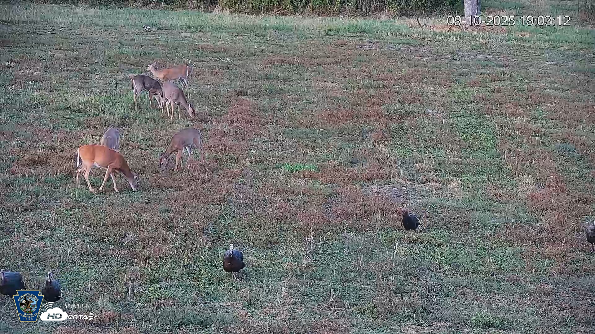 Snapshot of Pennsylvania Elk Live Webcam taken Sep 10, 2025, 7:05pm EDT