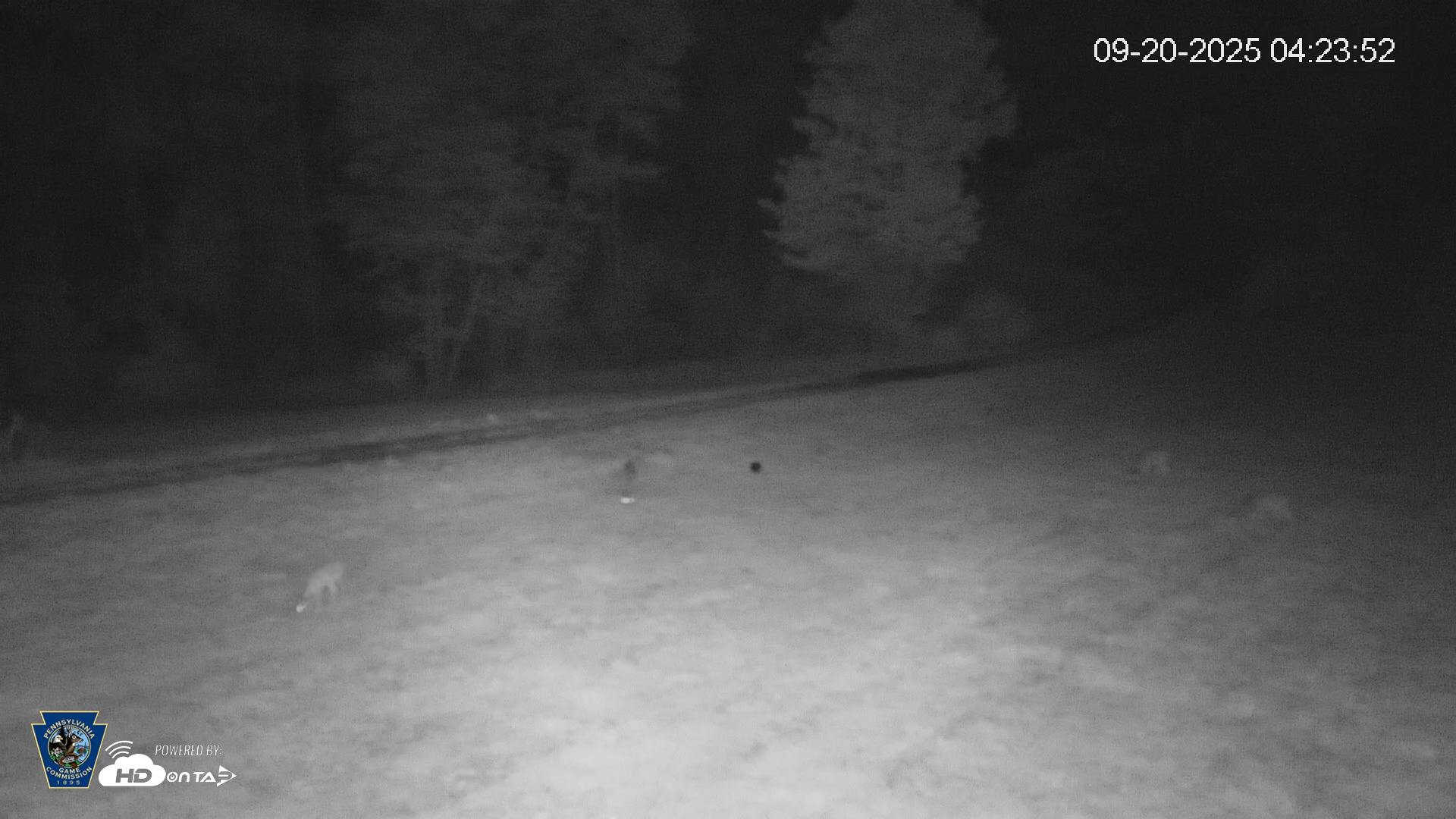 Snapshot of Pennsylvania Elk Live Webcam taken Sep 20, 2025, 4:24am EDT