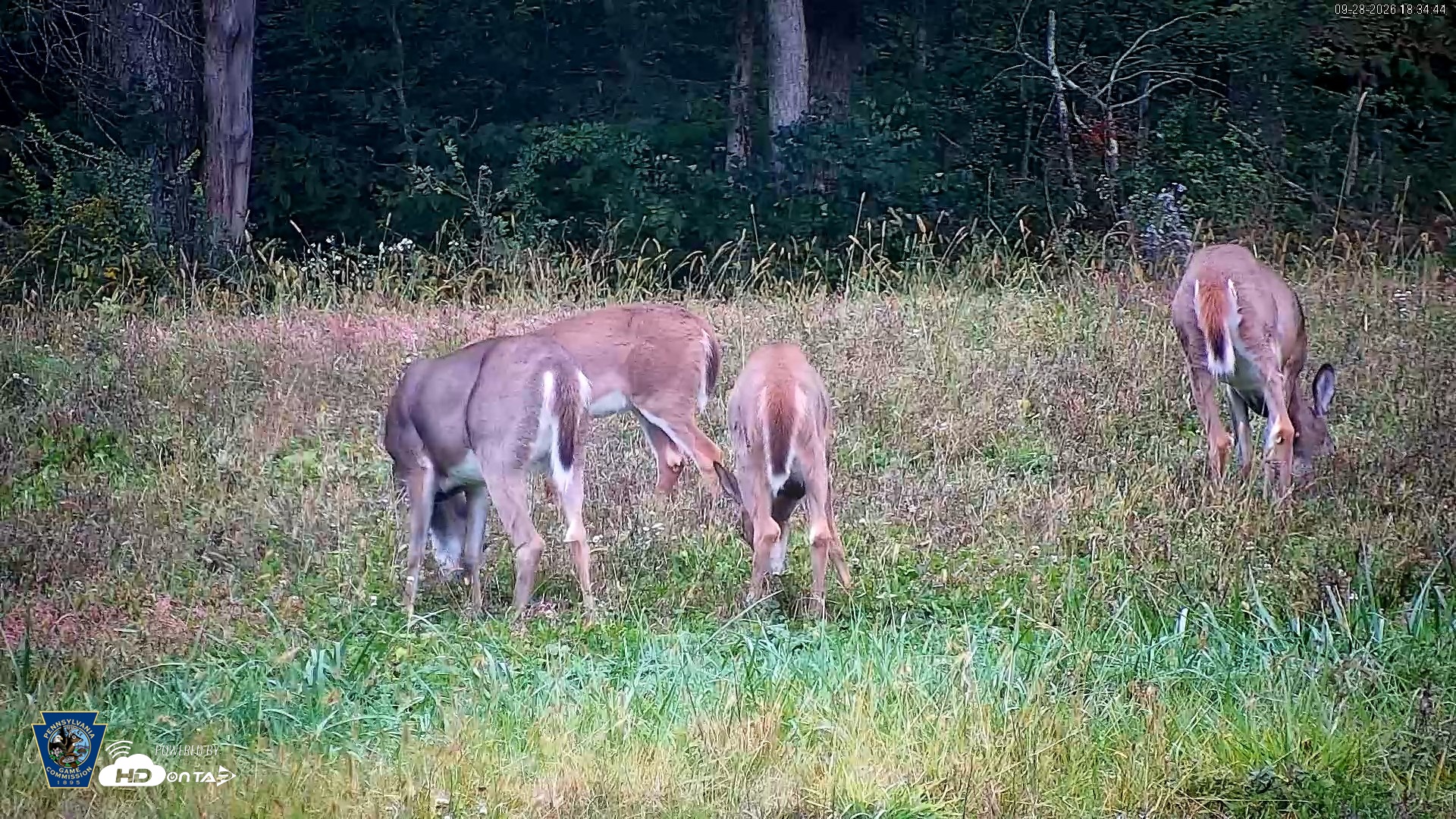 Snapshot of Pennsylvania Elk Live Webcam taken Sep 28, 2026, 6:35pm EDT