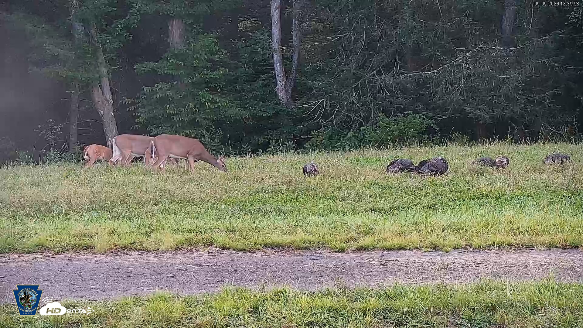 Snapshot of Pennsylvania Elk Live Webcam taken Sep 9, 2026, 6:36pm EDT