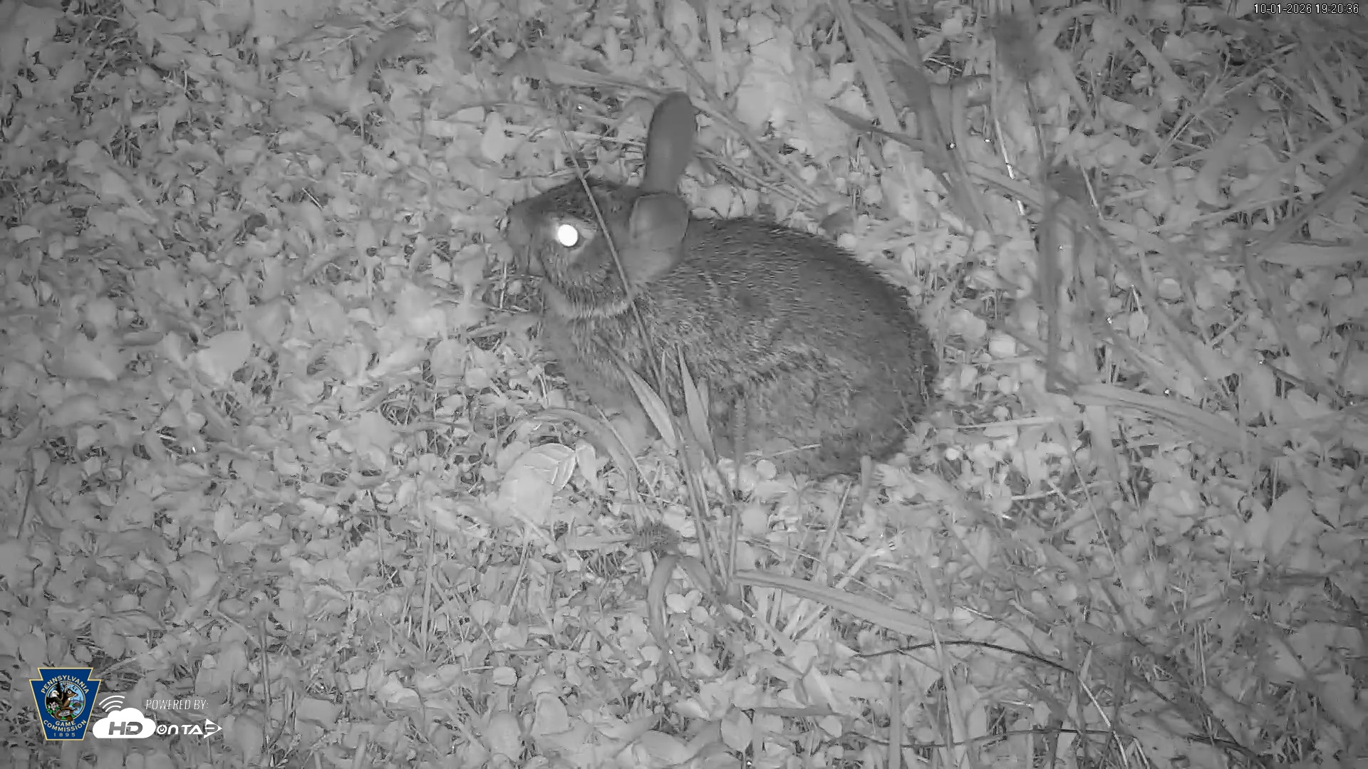 Snapshot of Pennsylvania Elk Live Webcam taken Oct 1, 2026, 7:21pm EDT