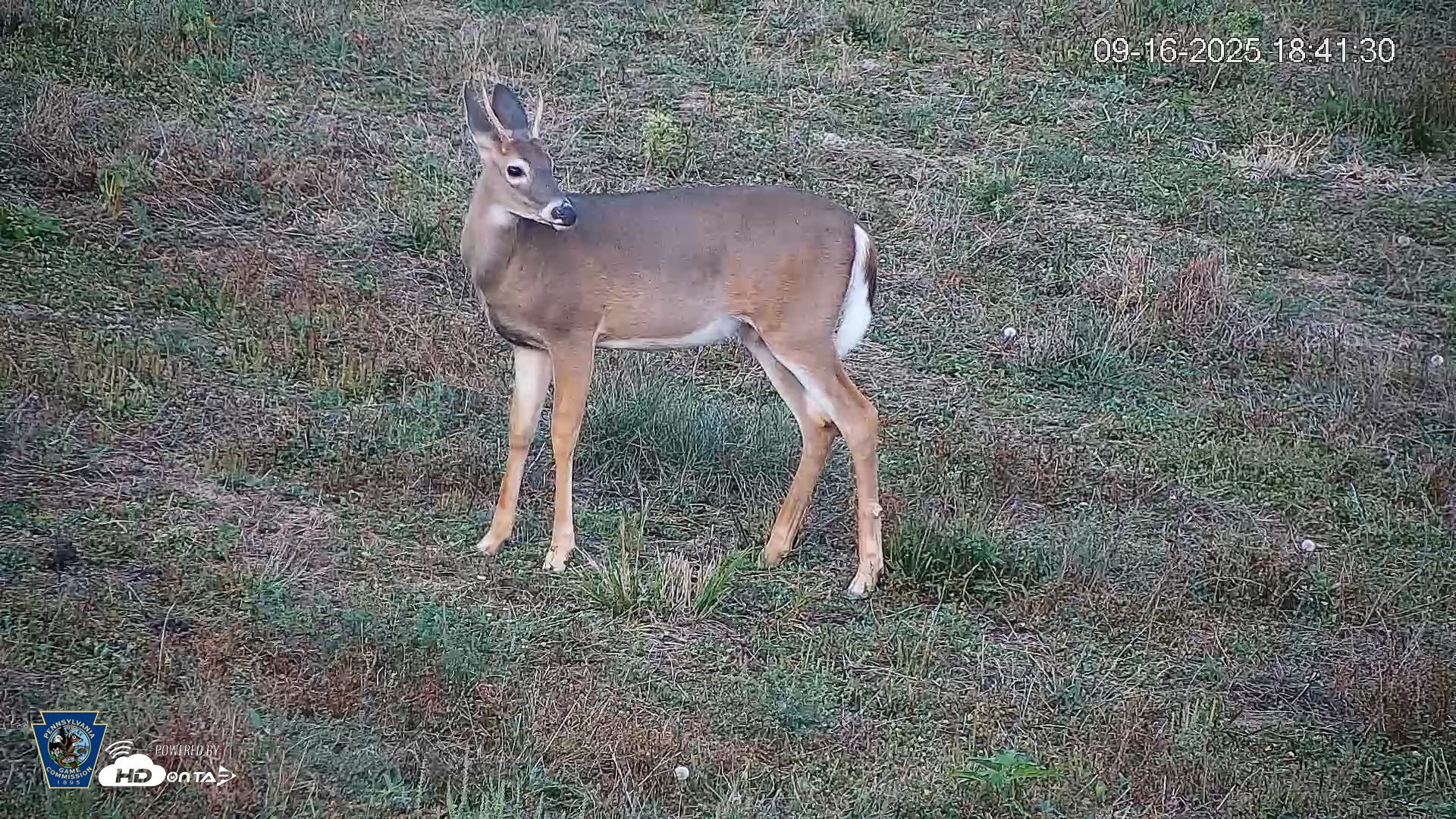 Snapshot of Pennsylvania Elk Live Webcam taken Sep 16, 2025, 6:42pm EDT