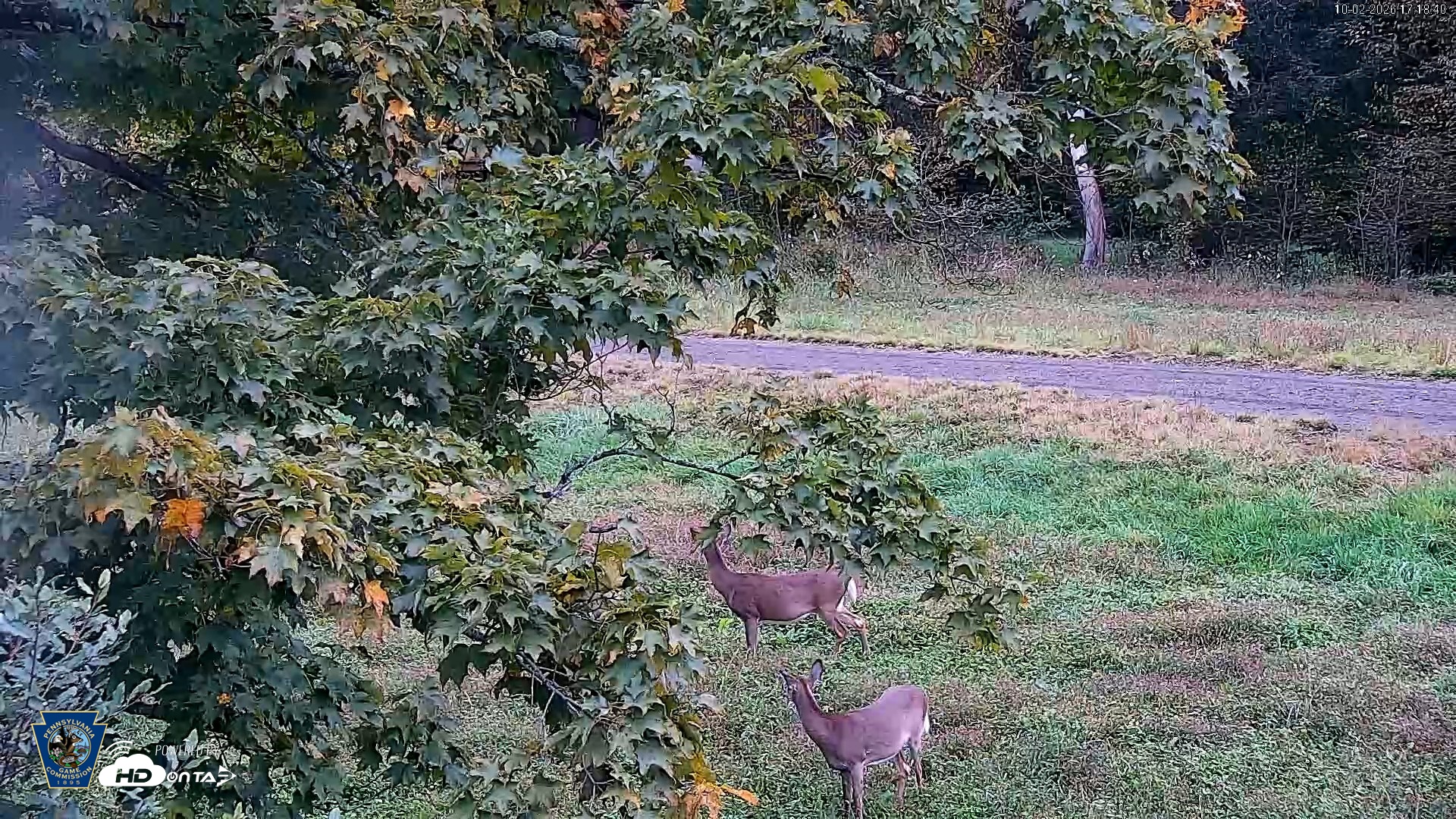 Snapshot of Pennsylvania Elk Live Webcam taken Oct 2, 2026, 5:19pm EDT