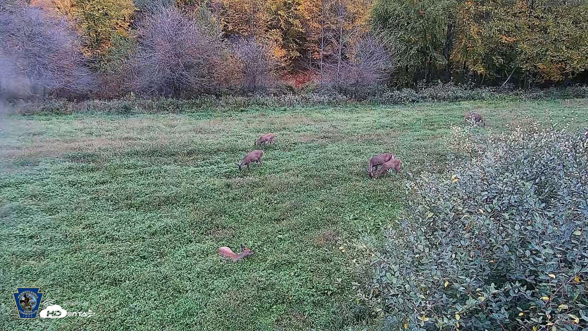 Snapshot of Pennsylvania Elk Live Webcam taken Oct 2, 2026, 5:36pm EDT