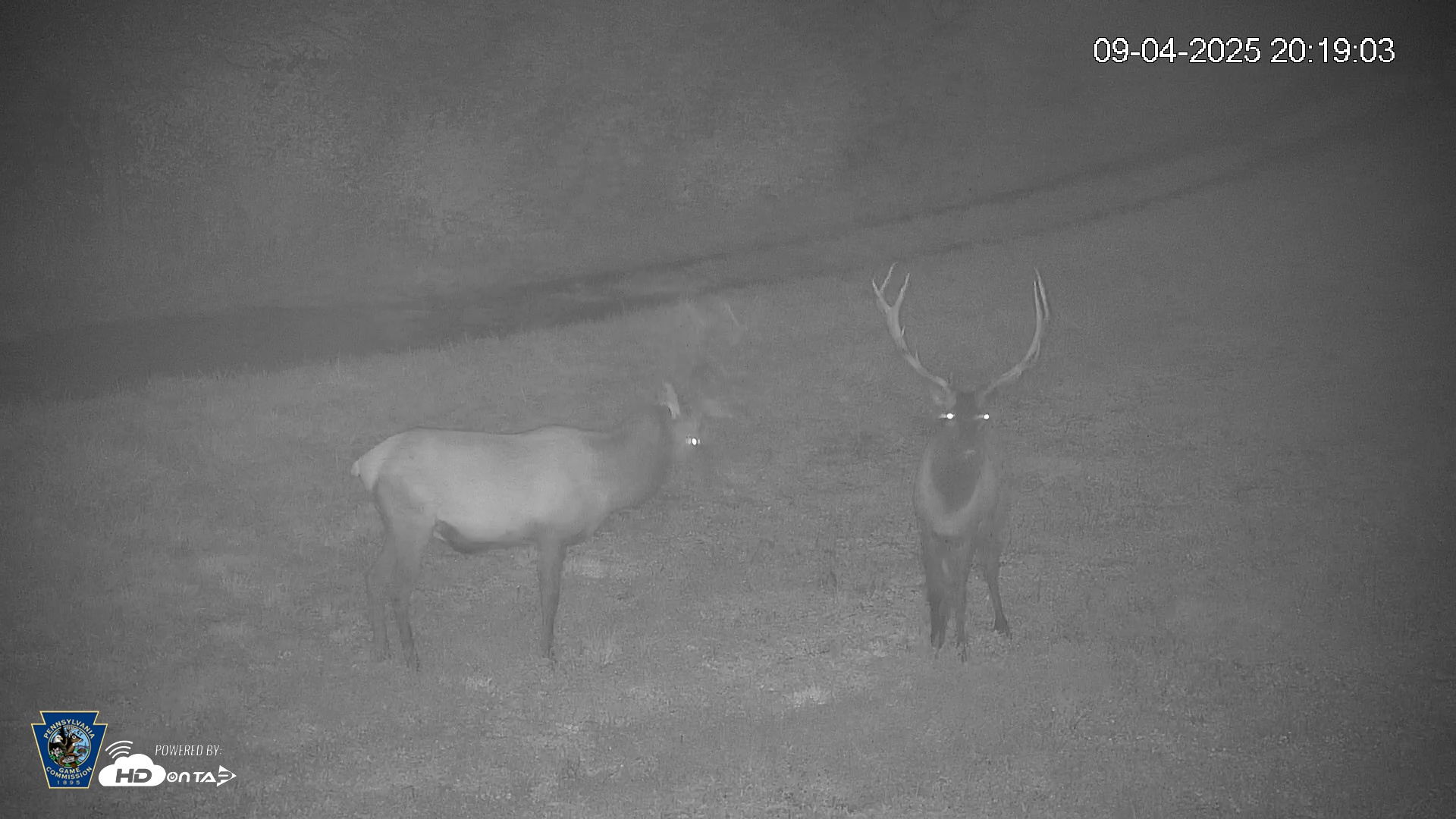 Snapshot of Pennsylvania Elk Live Webcam taken Sep 4, 2025, 8:19pm EDT