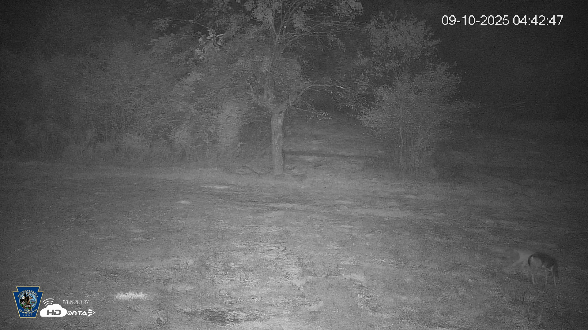 Snapshot of Pennsylvania Elk Live Webcam taken Sep 10, 2025, 4:43am EDT
