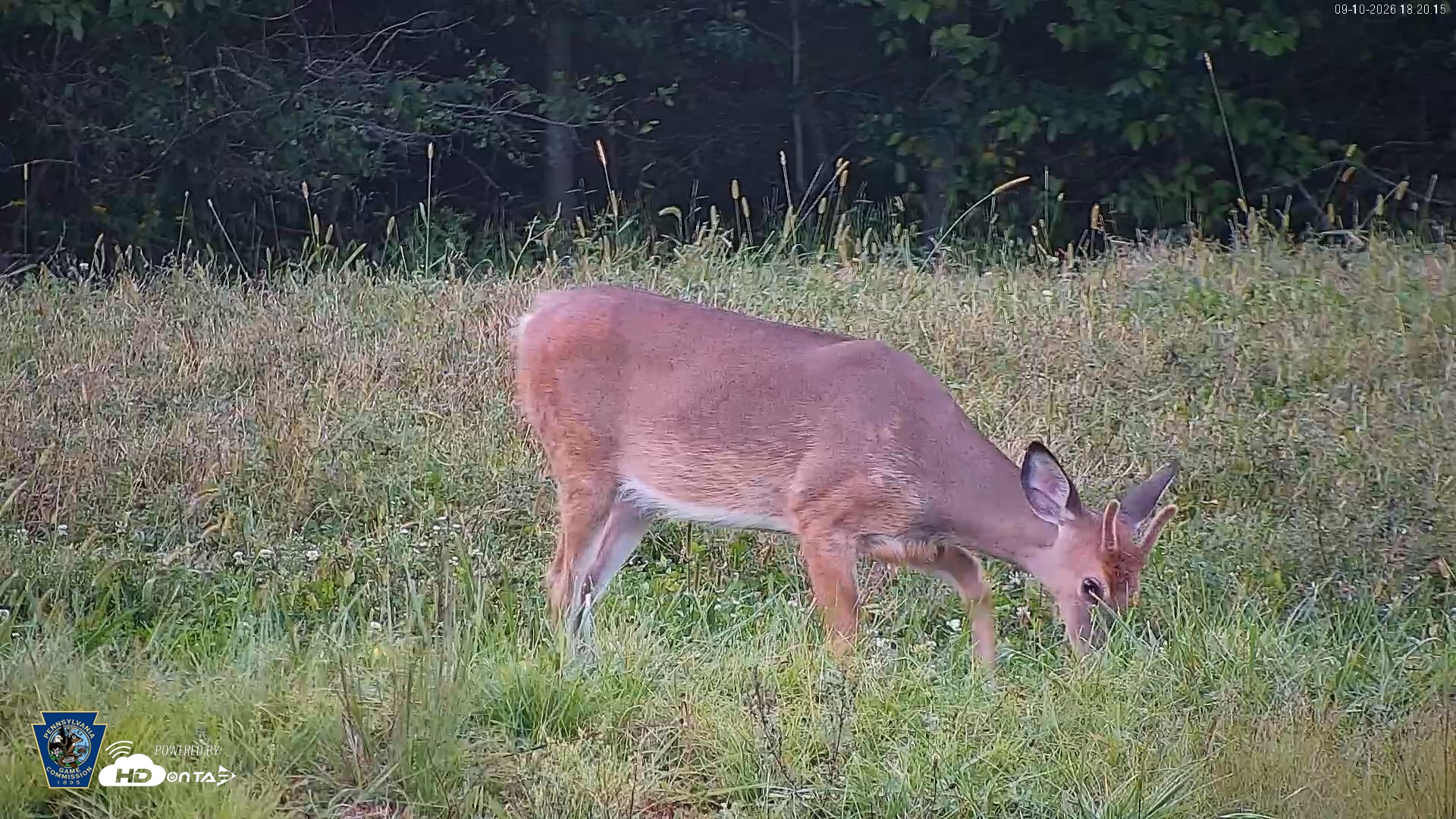 Snapshot of Pennsylvania Elk Live Webcam taken Sep 10, 2026, 6:21pm EDT