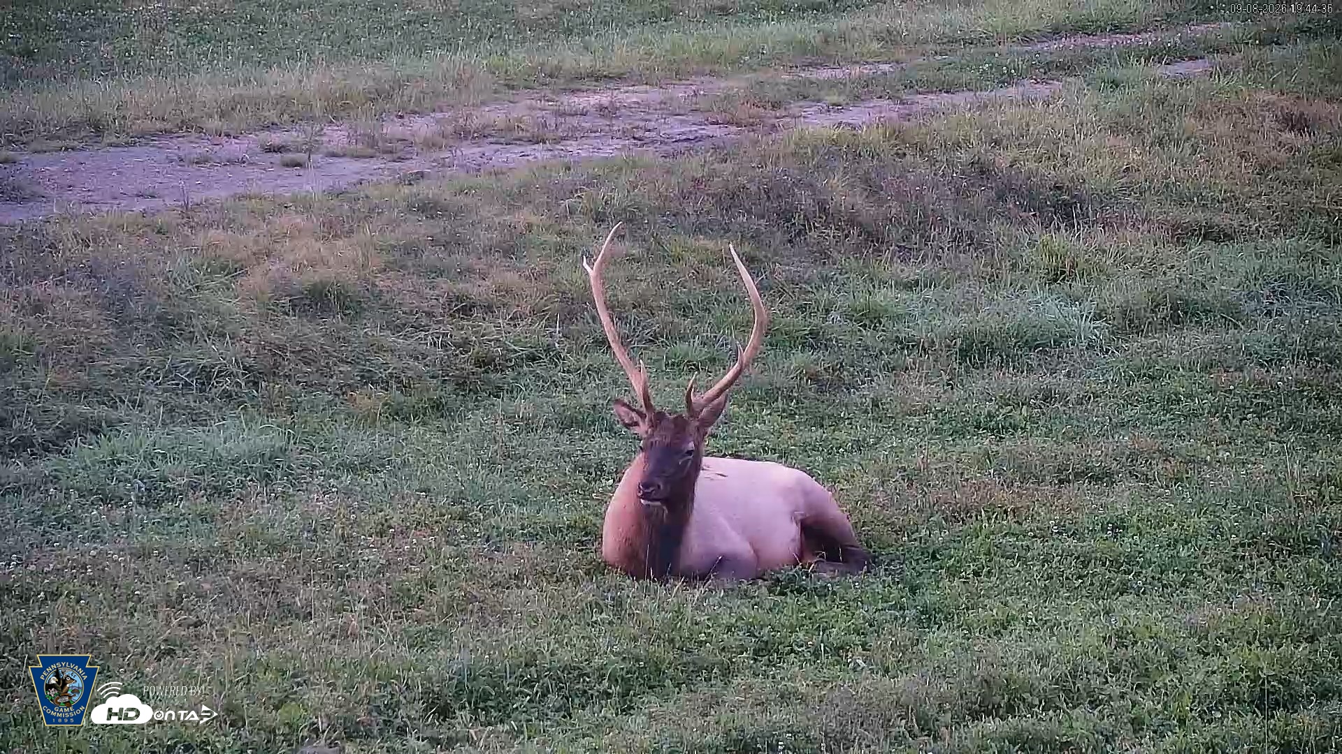 Snapshot of Pennsylvania Elk Live Webcam taken Sep 8, 2026, 7:45pm EDT