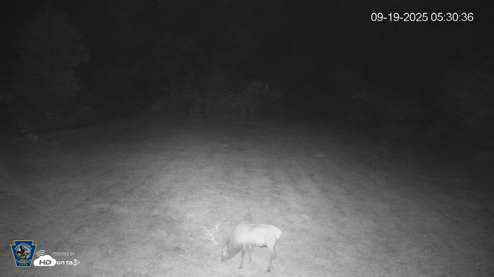 Snapshot of Pennsylvania Elk Live Webcam taken Sep 19, 2025, 5:31am EDT