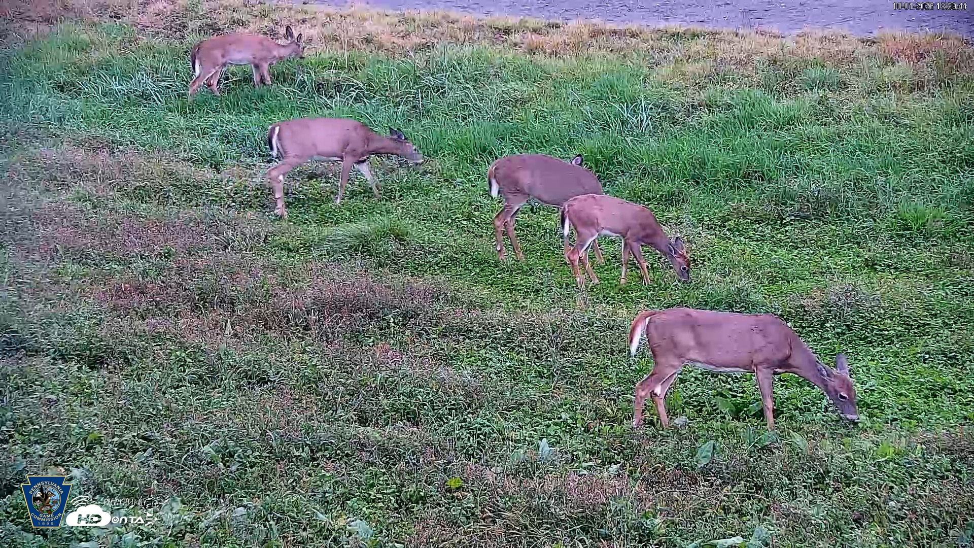 Snapshot of Pennsylvania Elk Live Webcam taken Oct 1, 2026, 6:40pm EDT