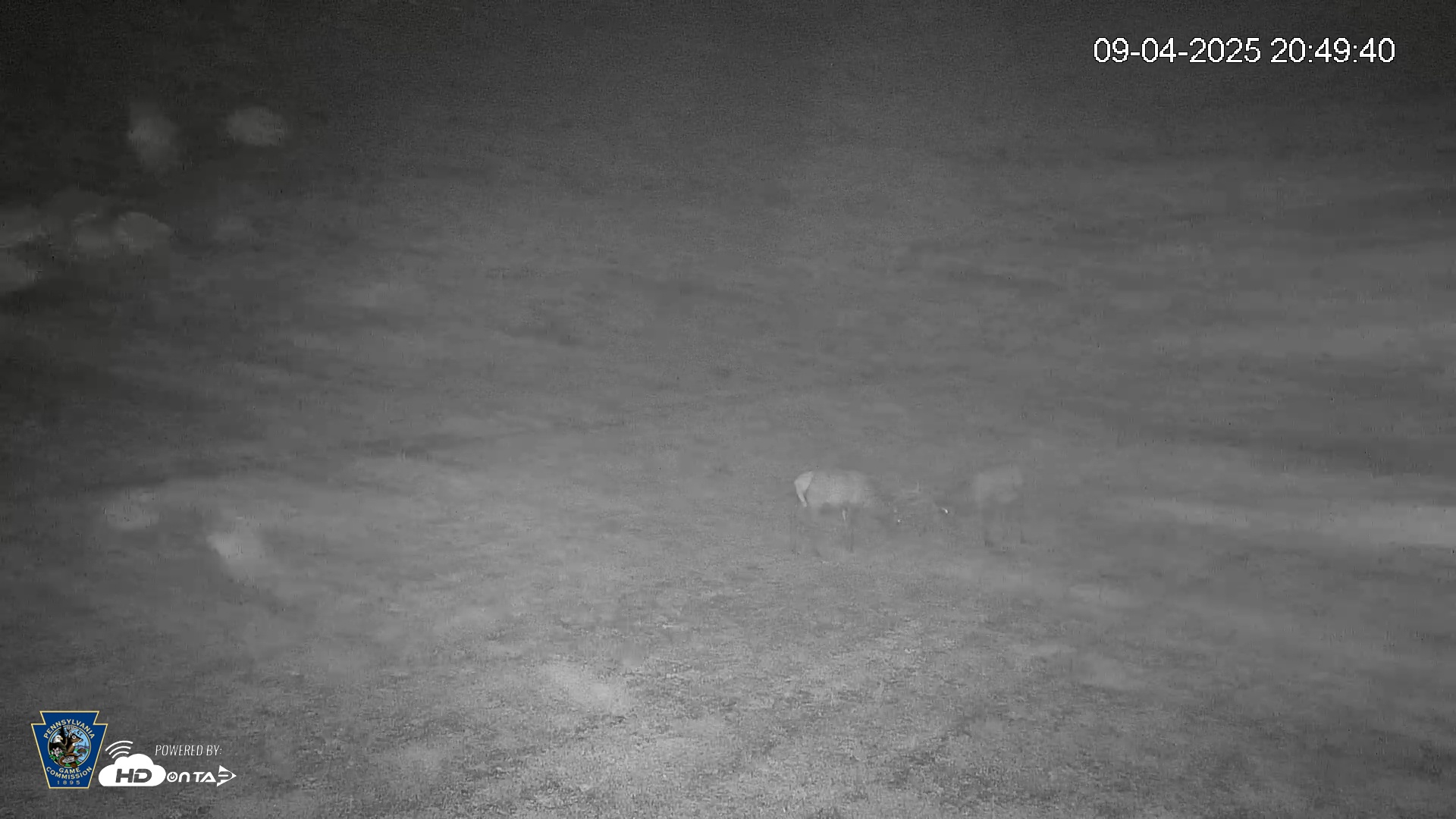 Snapshot of Pennsylvania Elk Live Webcam taken Sep 4, 2025, 8:50pm EDT