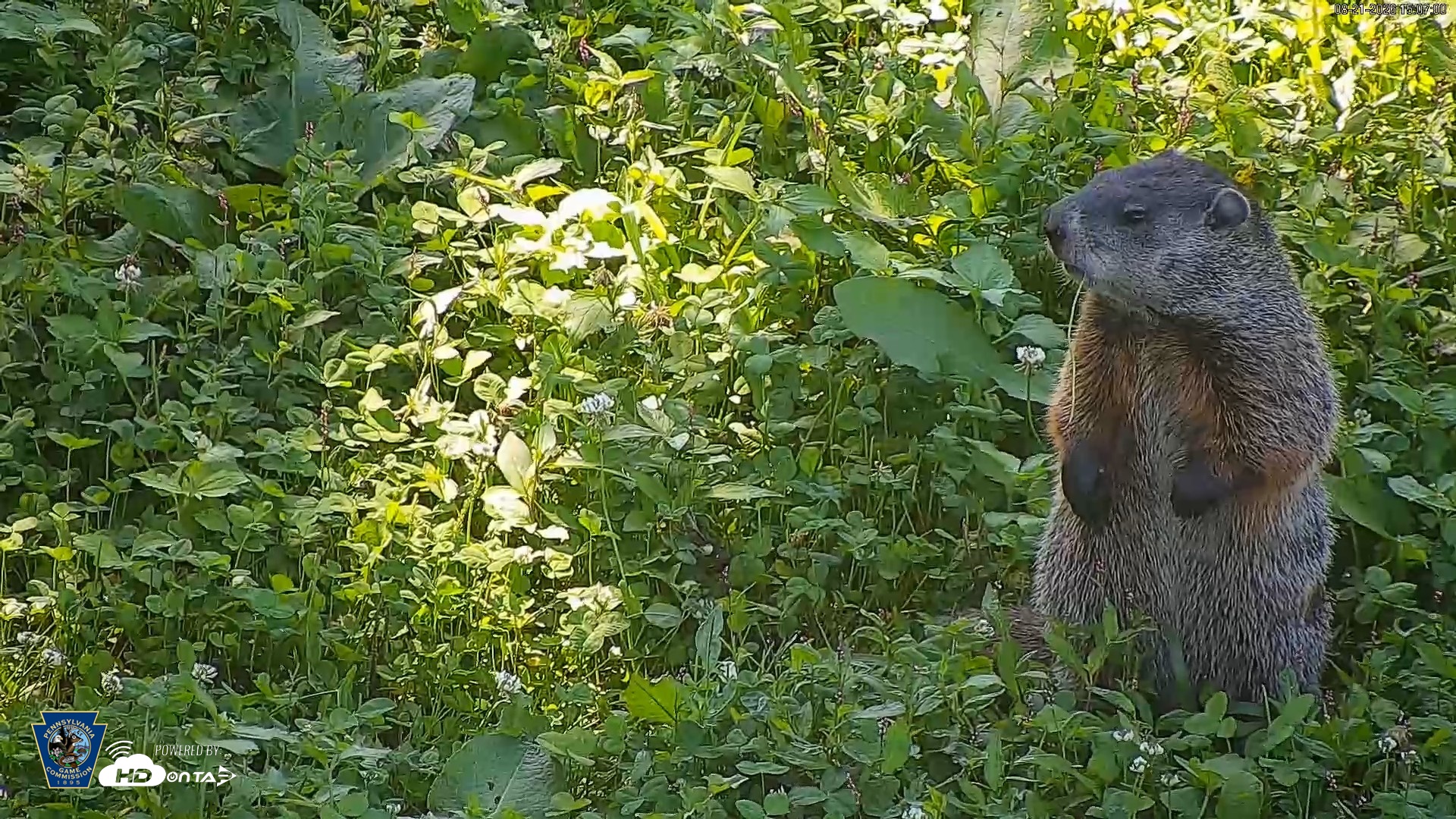 Snapshot of Pennsylvania Elk Live Webcam taken Aug 21, 2026, 3:07pm EDT