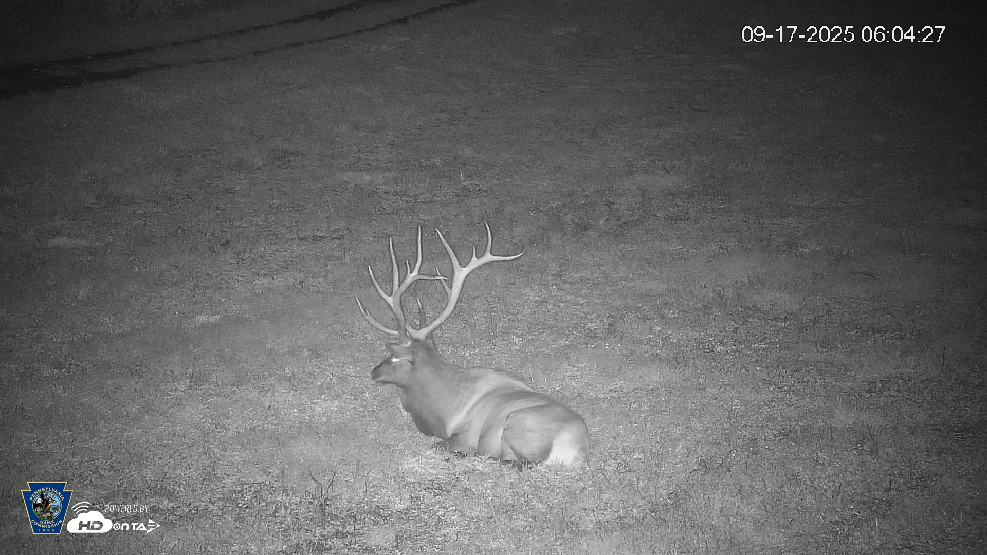 Snapshot of Pennsylvania Elk Live Webcam taken Sep 17, 2025, 6:05am EDT