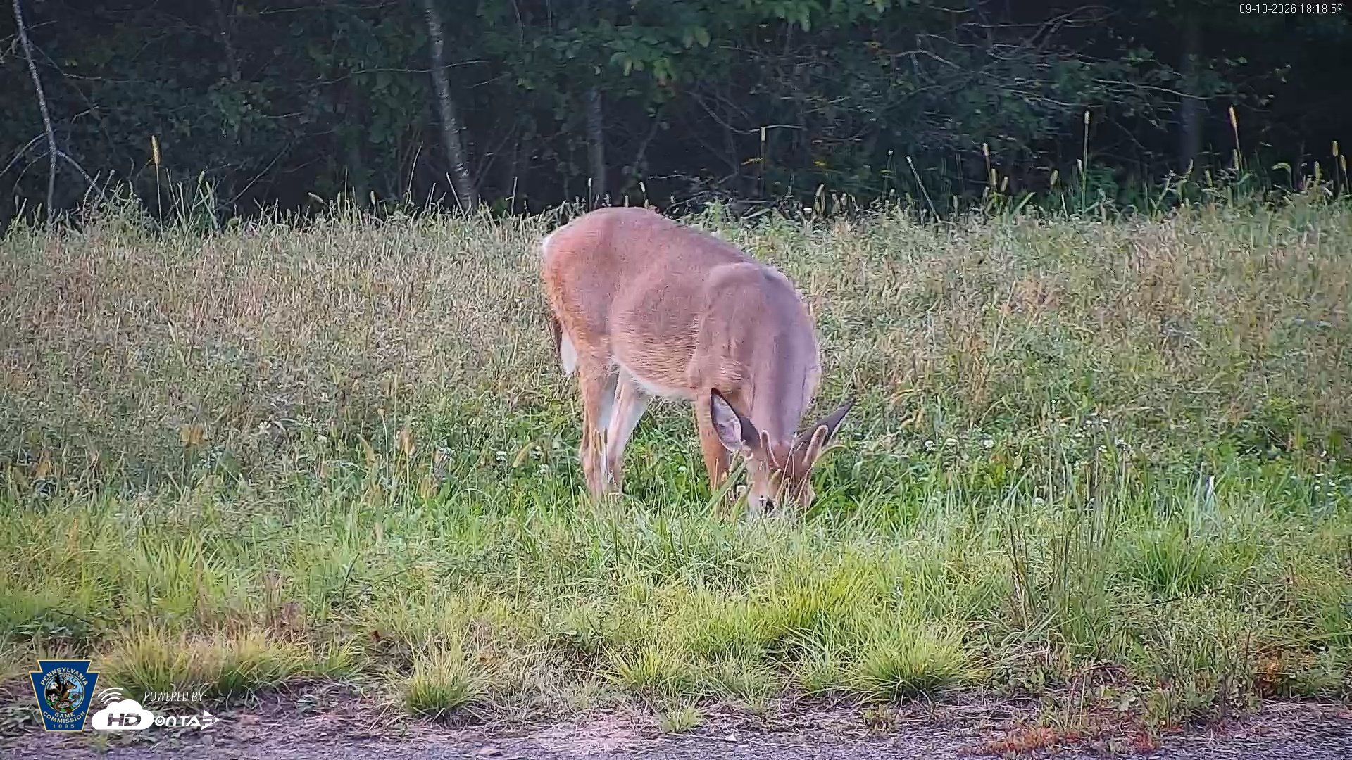 Snapshot of Pennsylvania Elk Live Webcam taken Sep 10, 2026, 6:19pm EDT