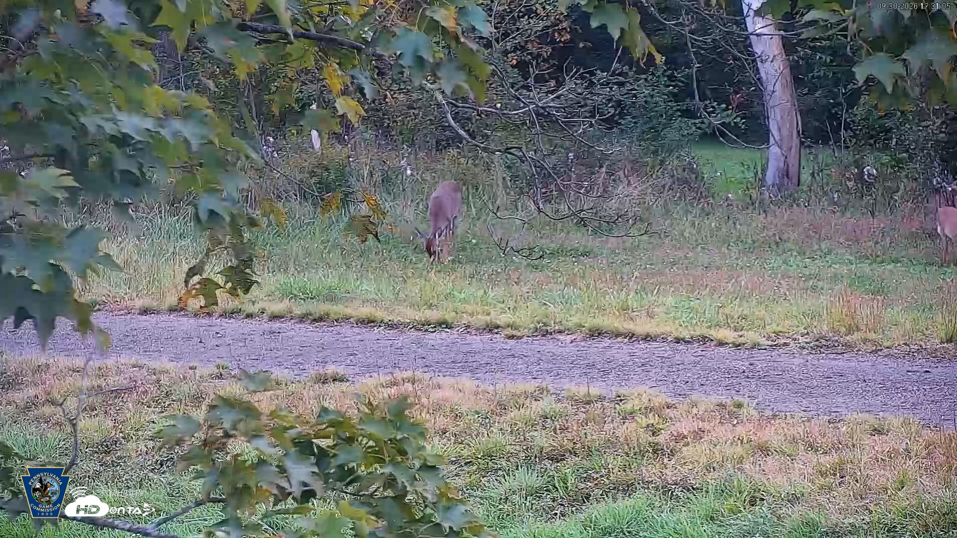 Snapshot of Pennsylvania Elk Live Webcam taken Sep 30, 2026, 5:32pm EDT