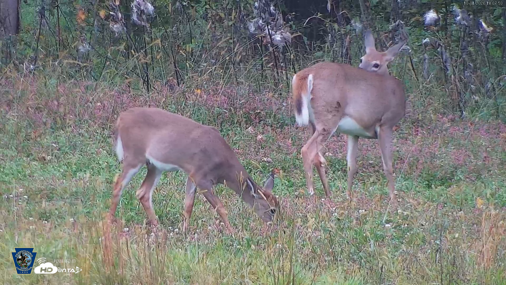 Snapshot of Pennsylvania Elk Live Webcam taken Oct 1, 2026, 6:08pm EDT