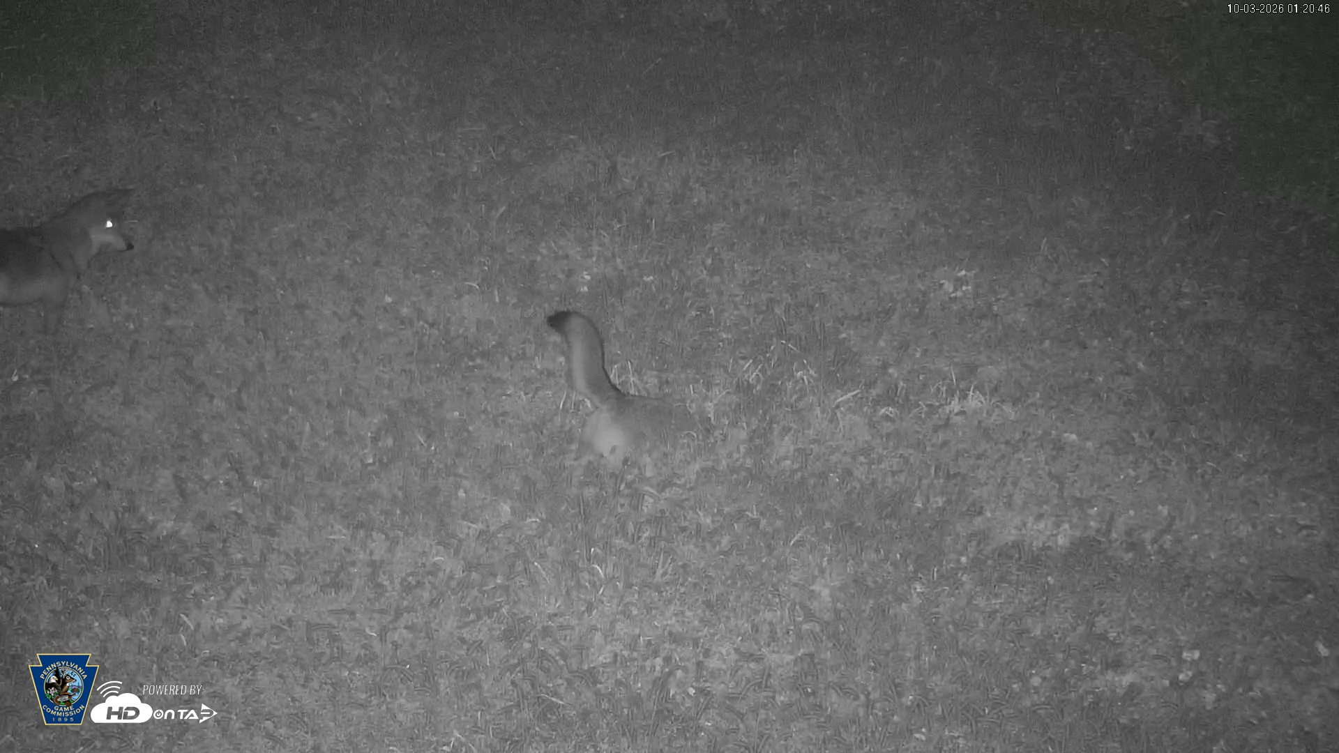 Snapshot of Pennsylvania Elk Live Webcam taken Oct 3, 2026, 1:21am EDT