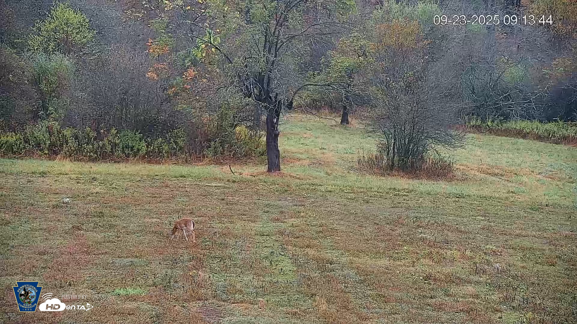 Snapshot of Pennsylvania Elk Live Webcam taken Sep 23, 2025, 9:14am EDT