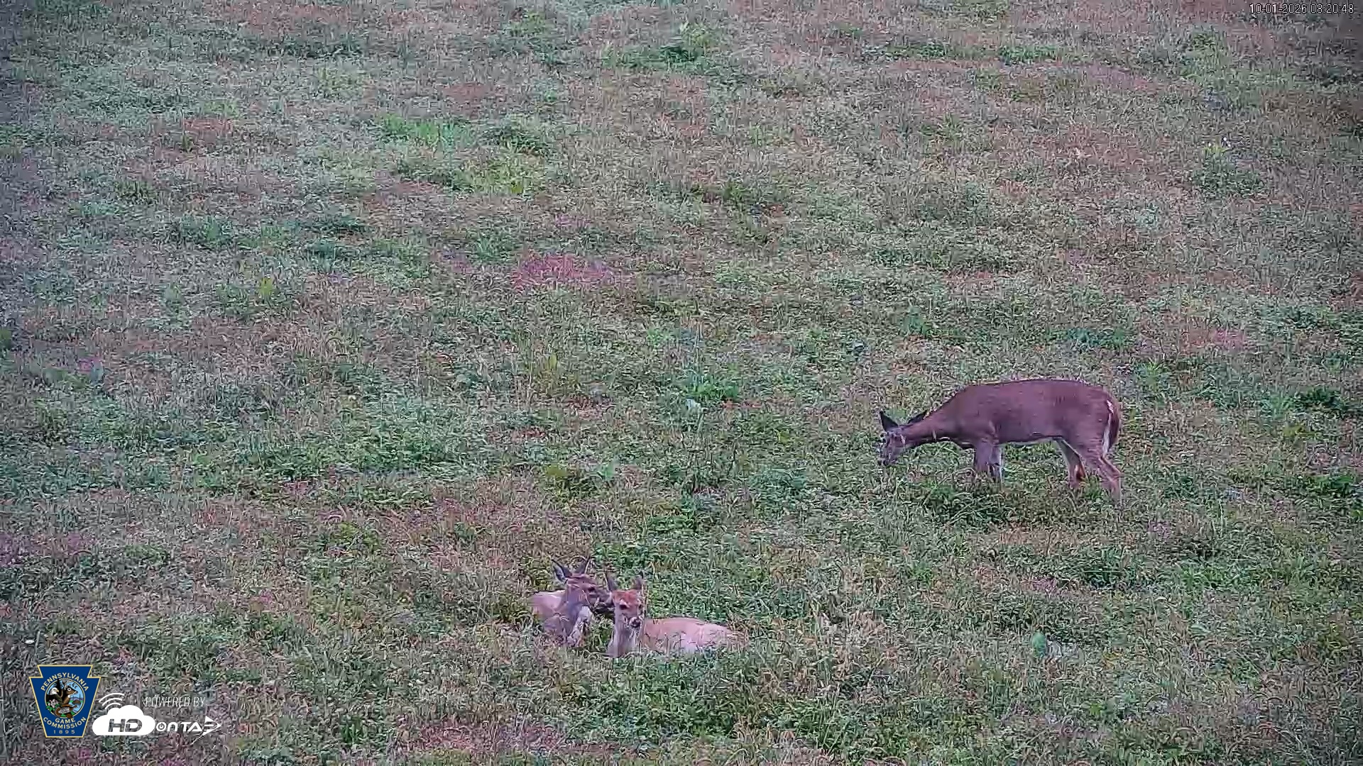 Snapshot of Pennsylvania Elk Live Webcam taken Oct 1, 2026, 8:21am EDT