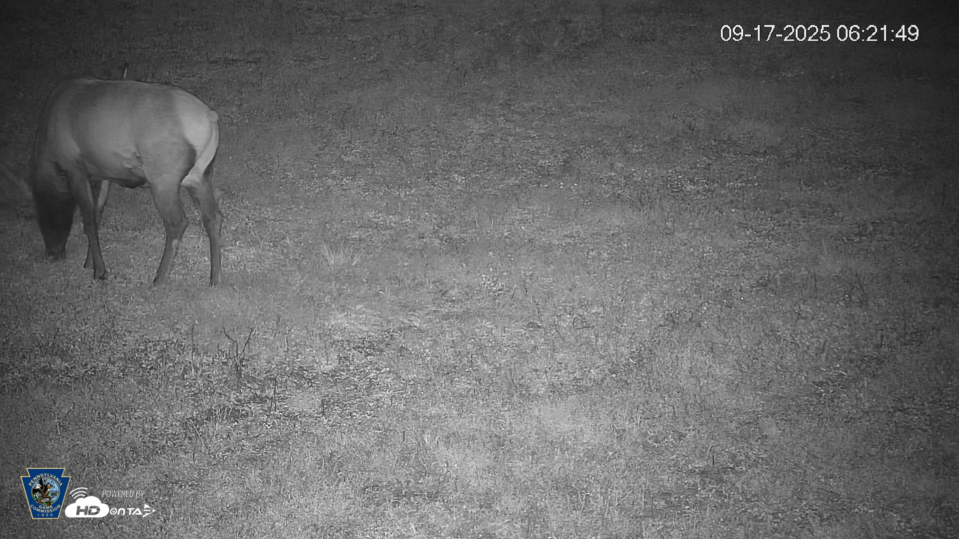 Snapshot of Pennsylvania Elk Live Webcam taken Sep 17, 2025, 6:22am EDT