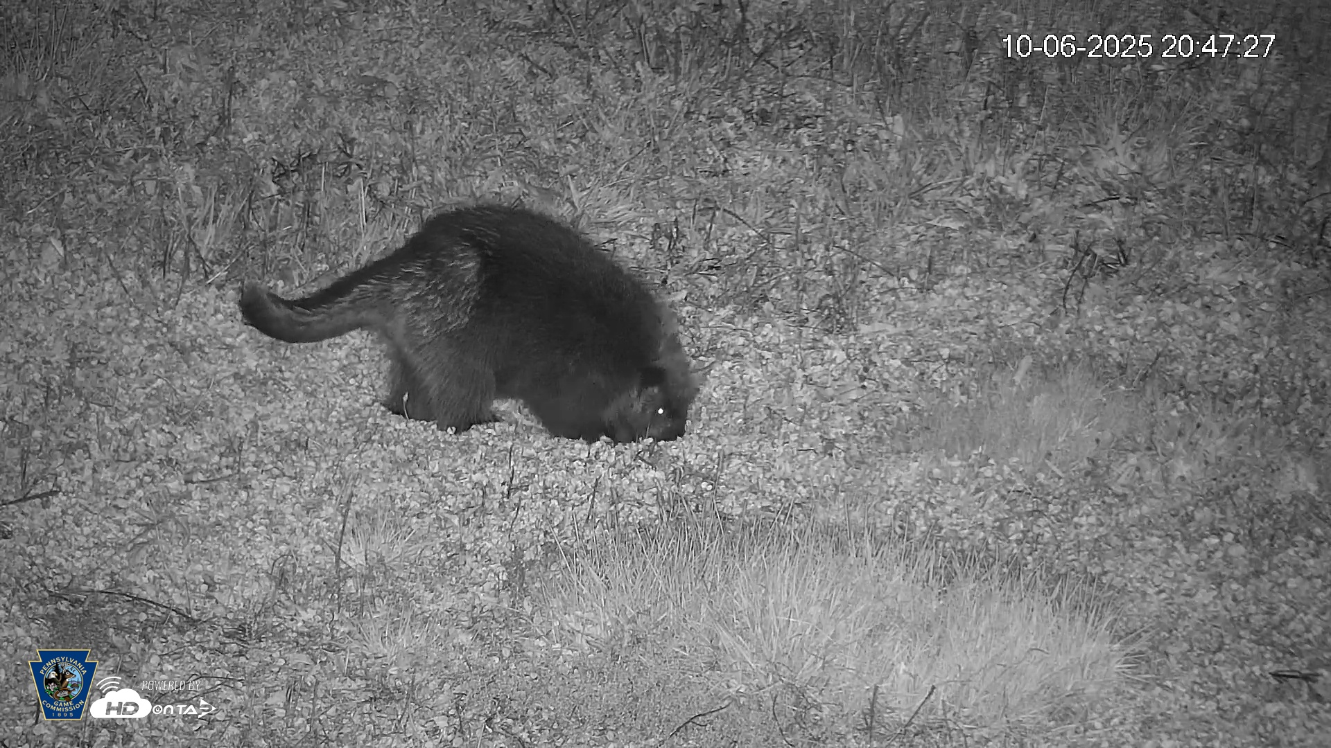 Snapshot of Pennsylvania Elk Live Webcam taken Oct 6, 2025, 8:48pm EDT