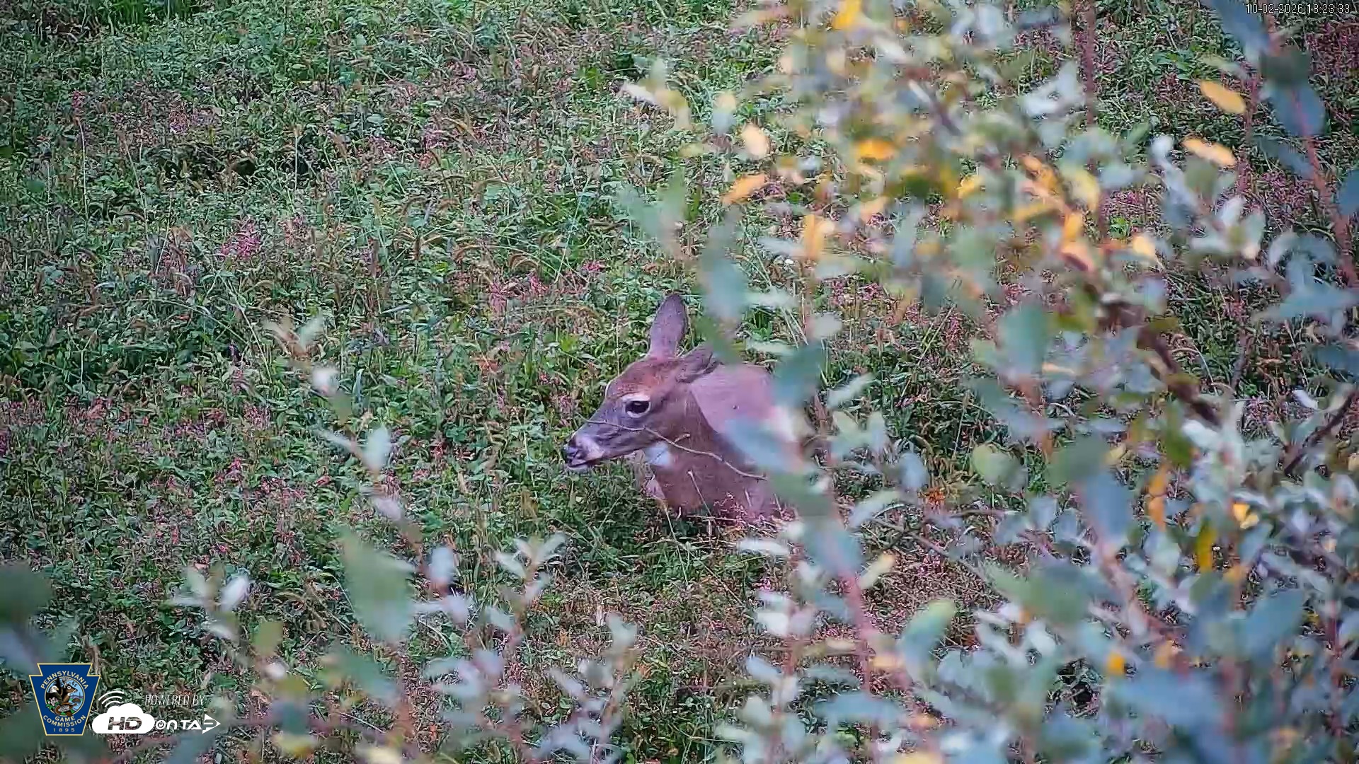 Snapshot of Pennsylvania Elk Live Webcam taken Oct 2, 2026, 6:25pm EDT