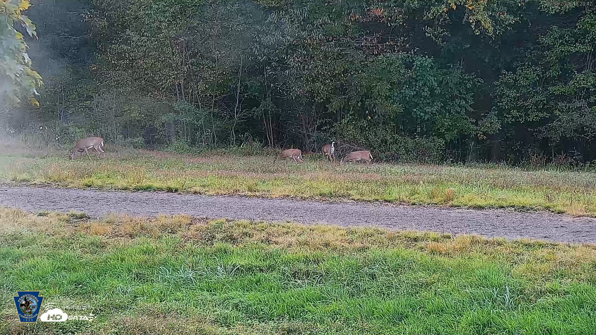 Snapshot of Pennsylvania Elk Live Webcam taken Sep 30, 2026, 5:21pm EDT
