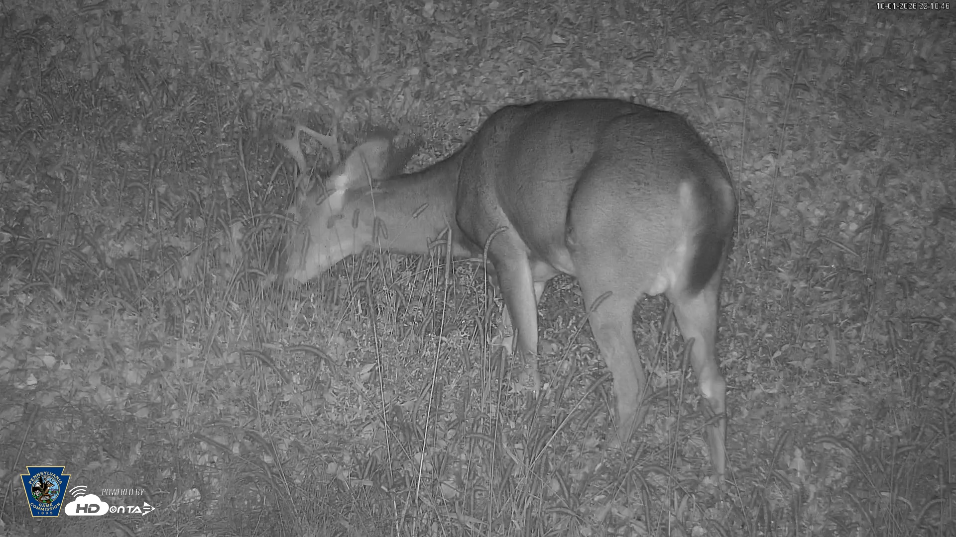 Snapshot of Pennsylvania Elk Live Webcam taken Oct 1, 2026, 10:12pm EDT