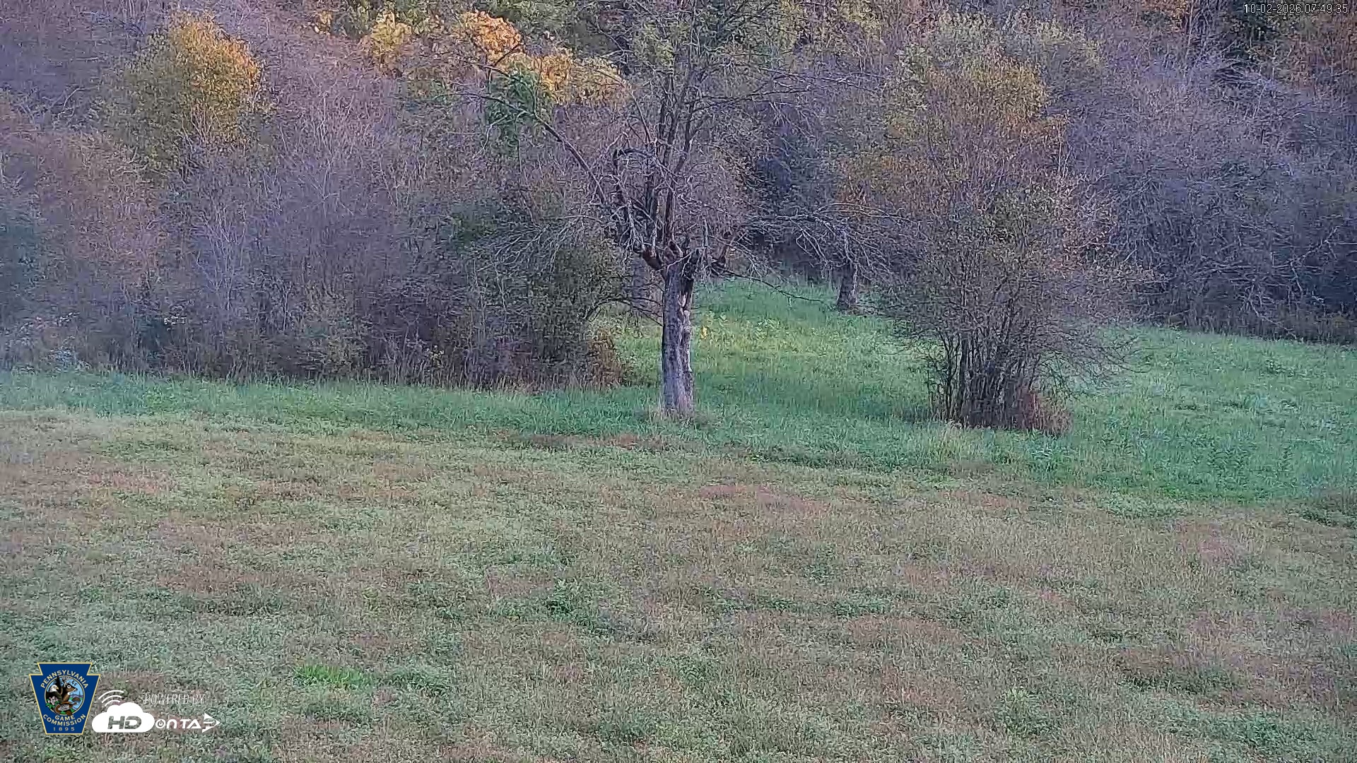 Snapshot of Pennsylvania Elk Live Webcam taken Oct 2, 2026, 7:50am EDT