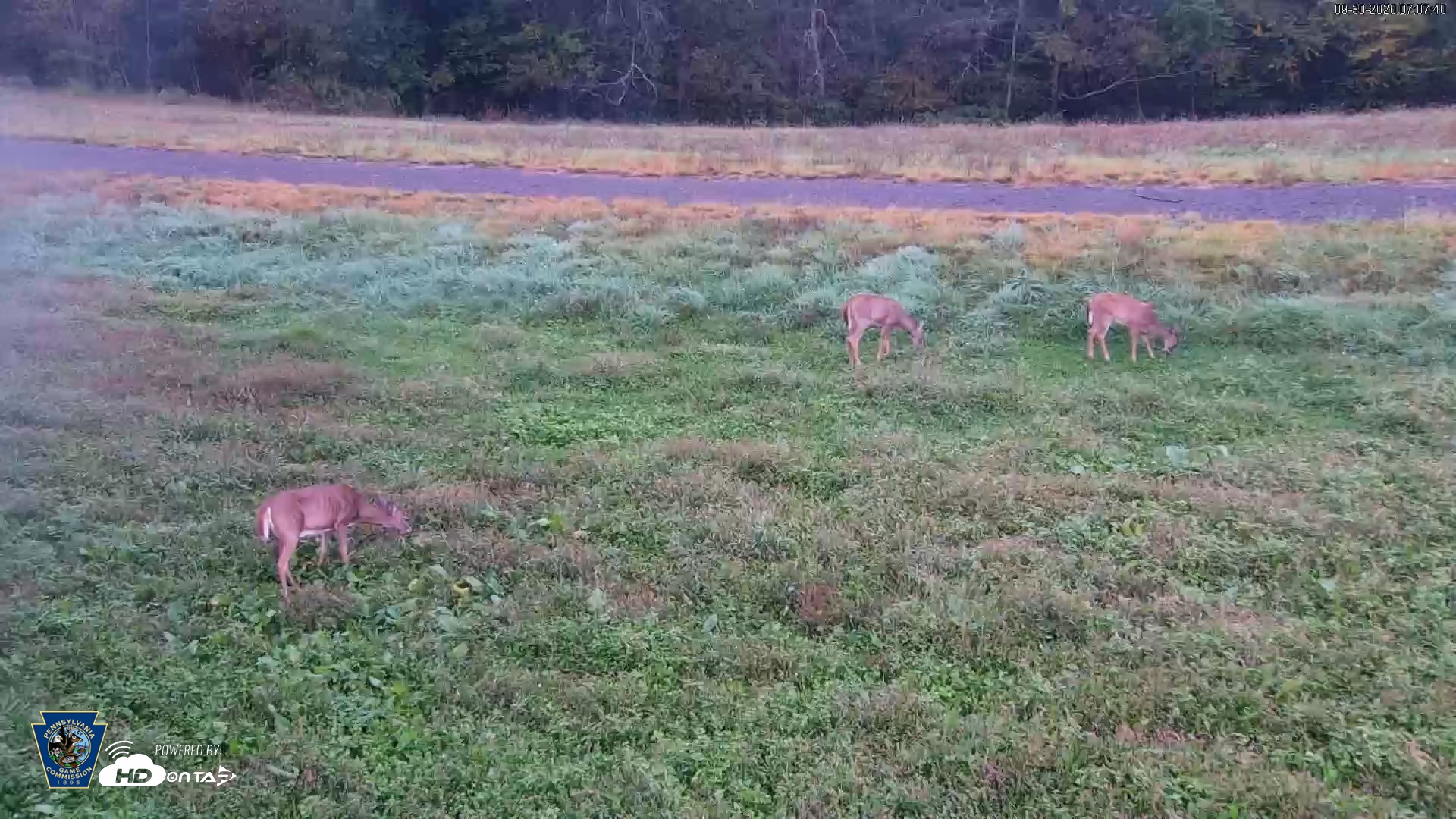 Snapshot of Pennsylvania Elk Live Webcam taken Sep 30, 2026, 7:08am EDT