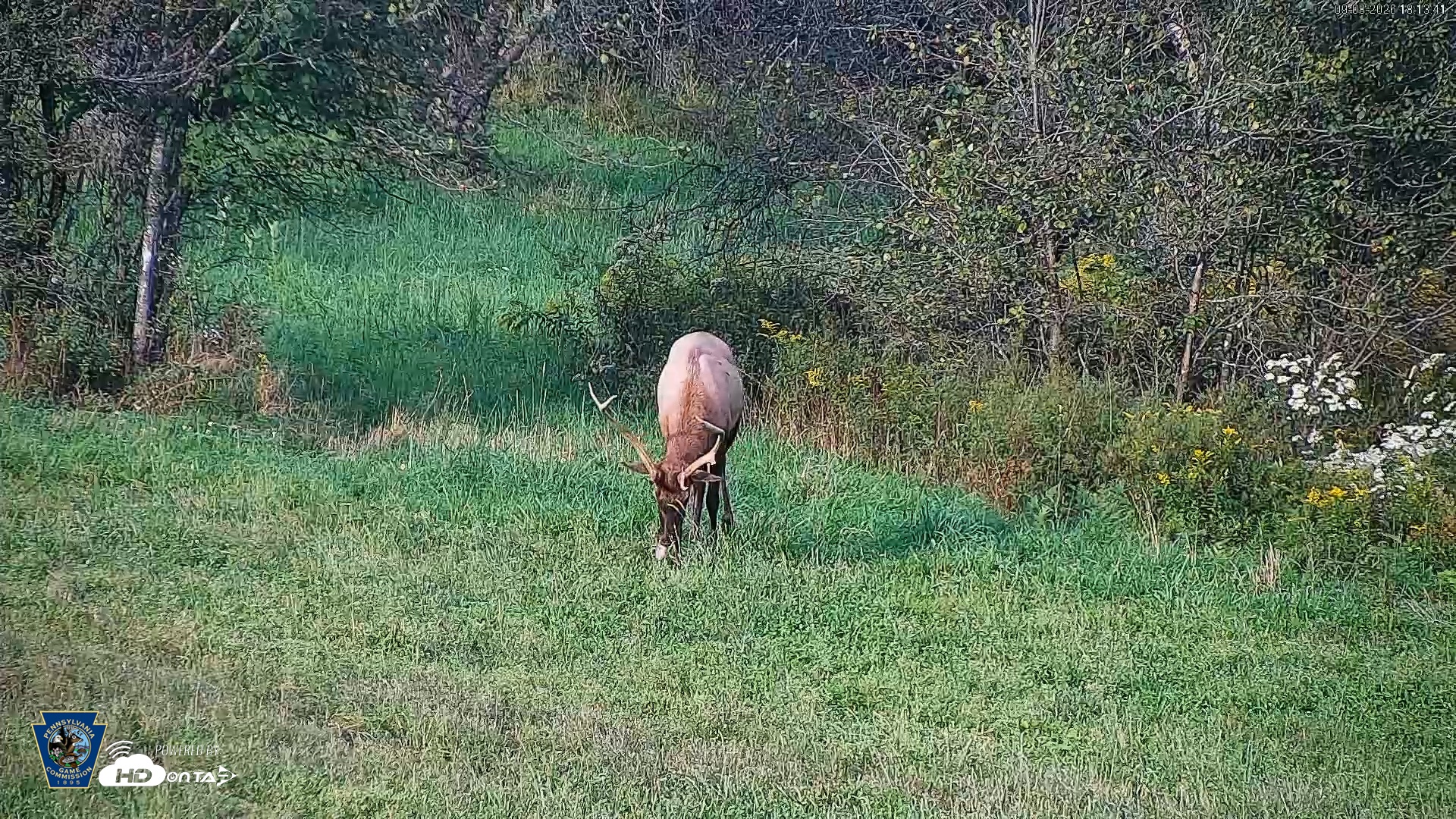 Snapshot of Pennsylvania Elk Live Webcam taken Sep 8, 2026, 6:14pm EDT