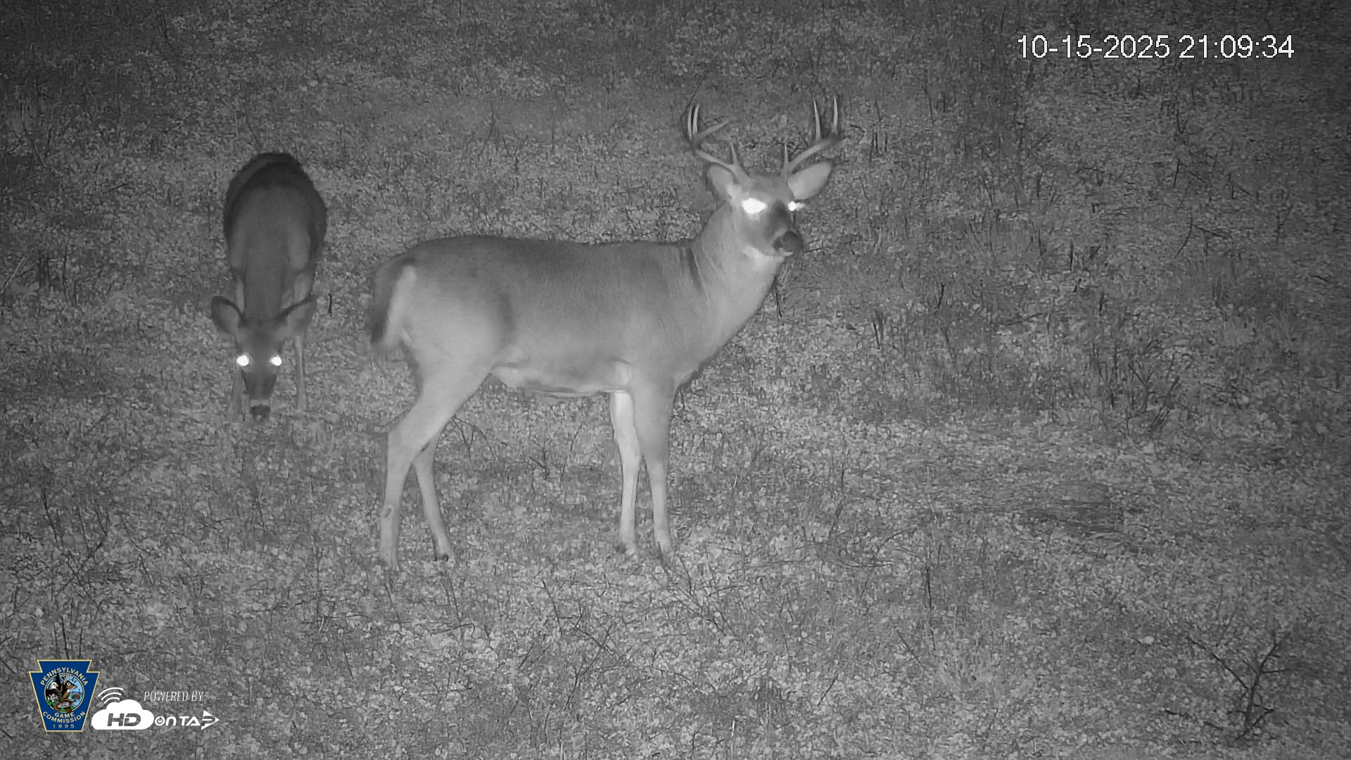 Snapshot of Pennsylvania Elk Live Webcam taken Oct 15, 2025, 9:10pm EDT