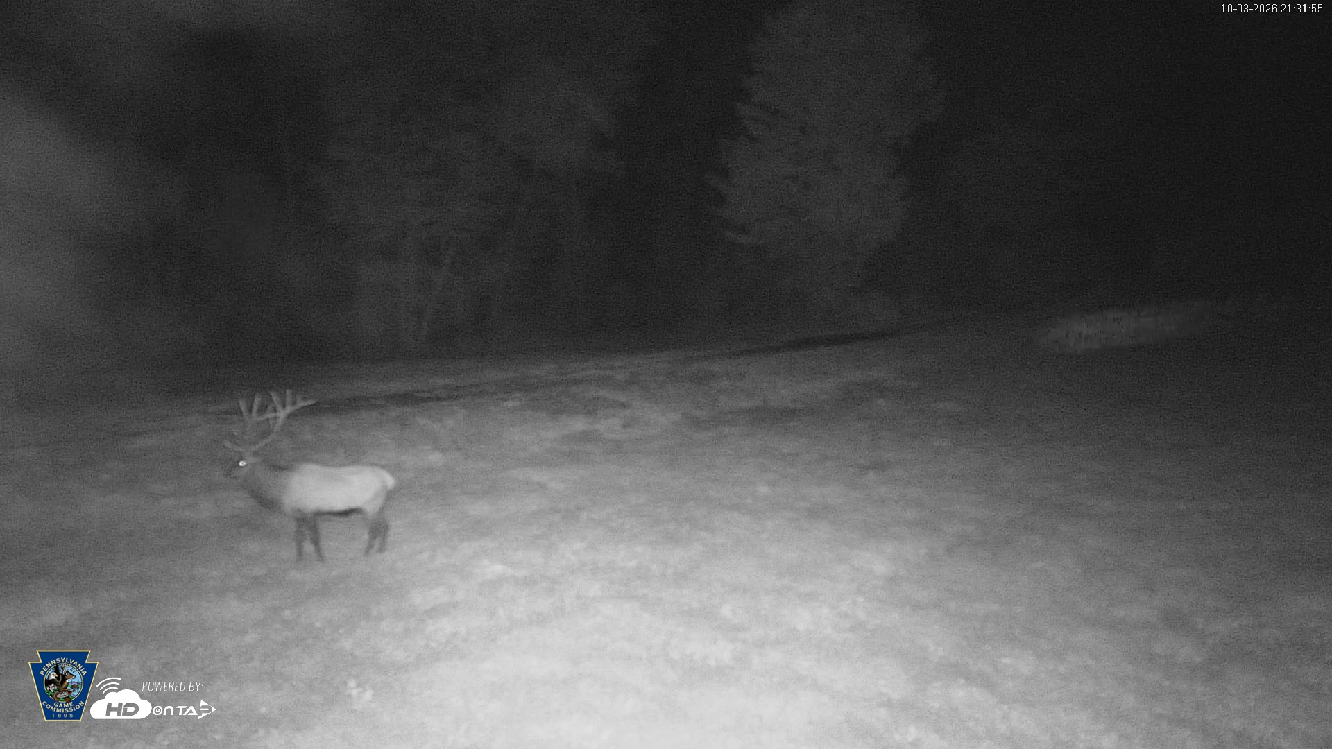 Snapshot of Pennsylvania Elk Live Webcam taken Oct 3, 2026, 9:33pm EDT