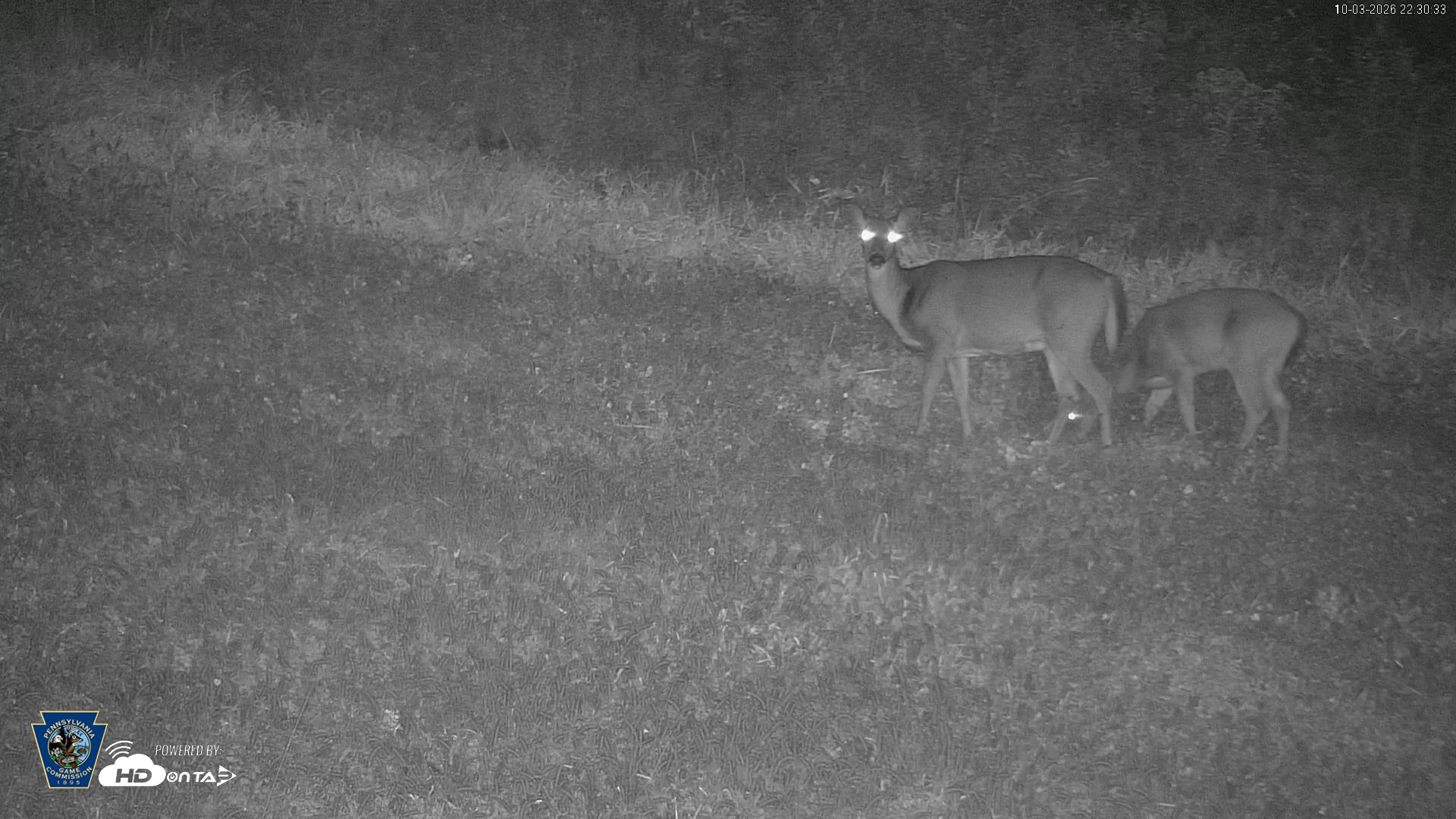 Snapshot of Pennsylvania Elk Live Webcam taken Oct 3, 2026, 10:31pm EDT