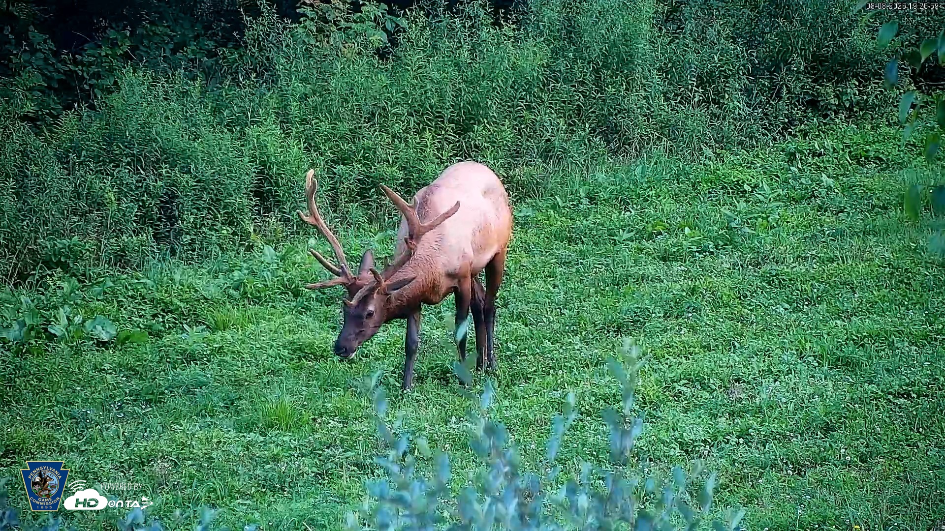 Snapshot of Pennsylvania Elk Live Webcam taken Aug 8, 2026, 7:28pm EDT
