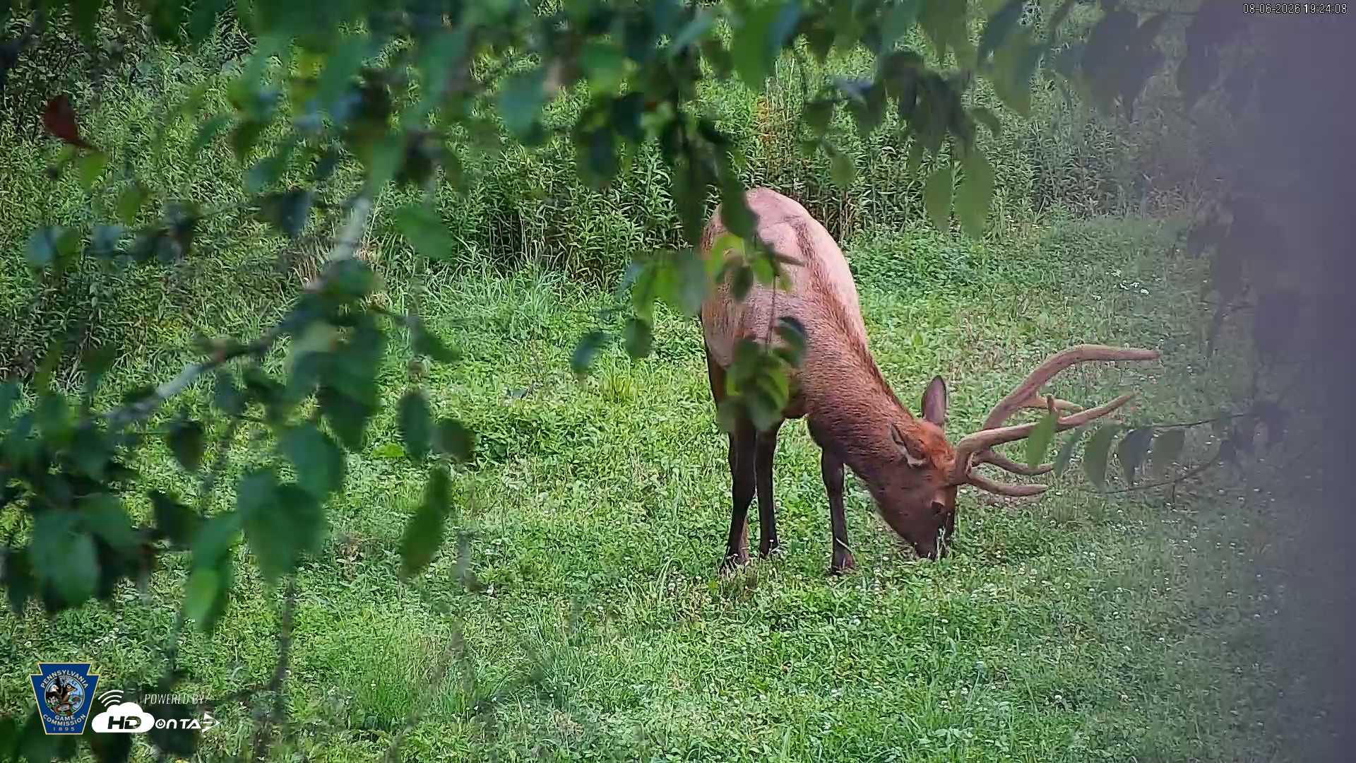 Snapshot of Pennsylvania Elk Live Webcam taken Aug 6, 2026, 7:24pm EDT