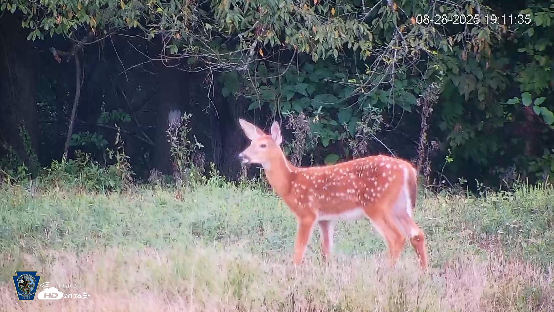 Snapshot of Pennsylvania Elk Live Webcam taken Aug 28, 2025, 7:12pm EDT