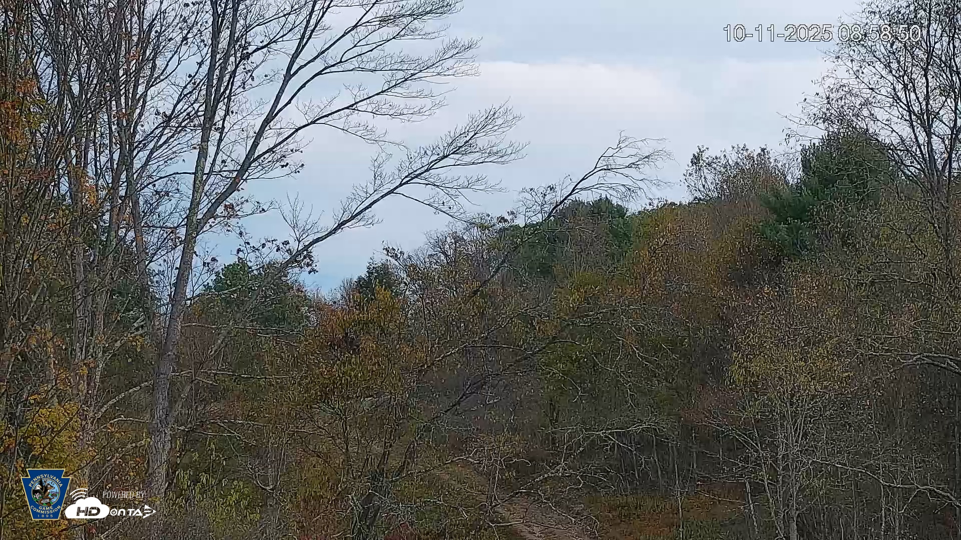 Snapshot of Pennsylvania Elk Live Webcam taken Oct 11, 2025, 8:59am EDT
