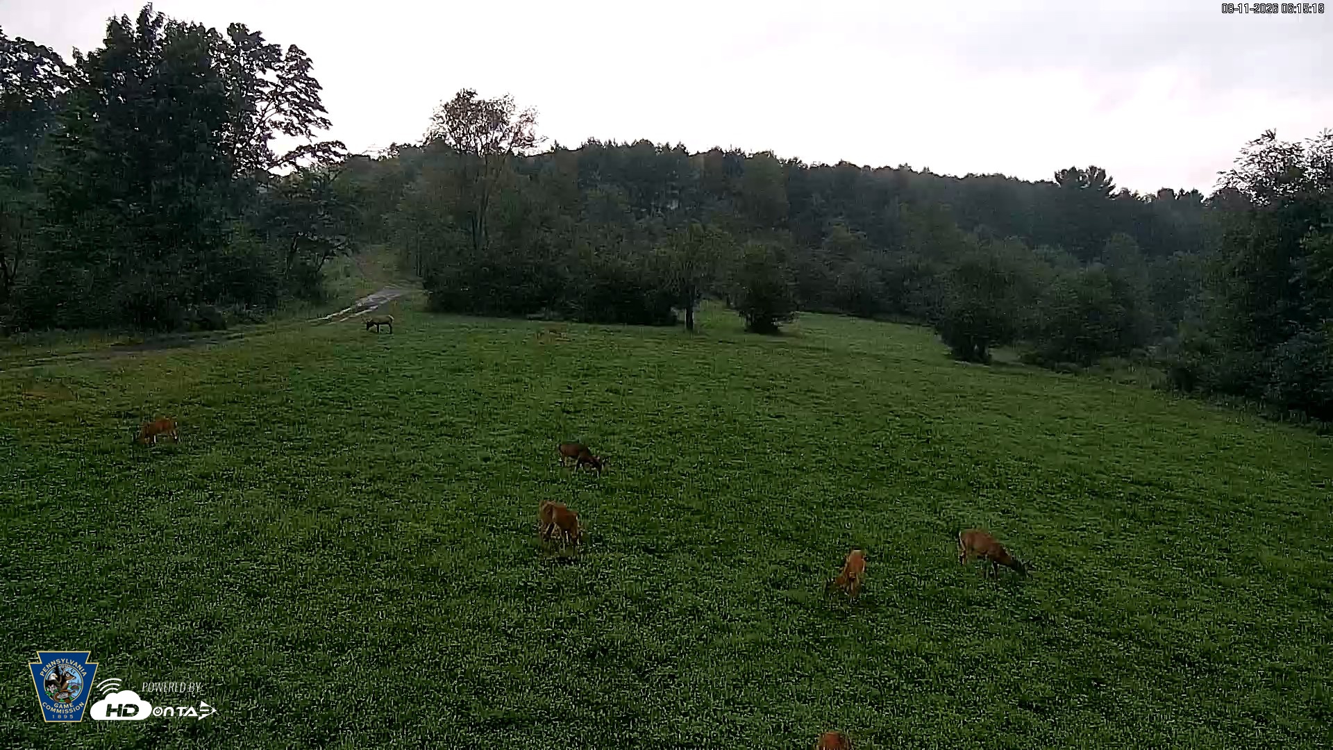 Snapshot of Pennsylvania Elk Live Webcam taken Aug 11, 2026, 6:16am EDT